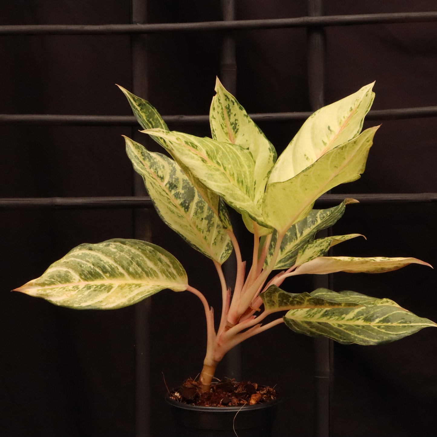Aglaonema Frozen