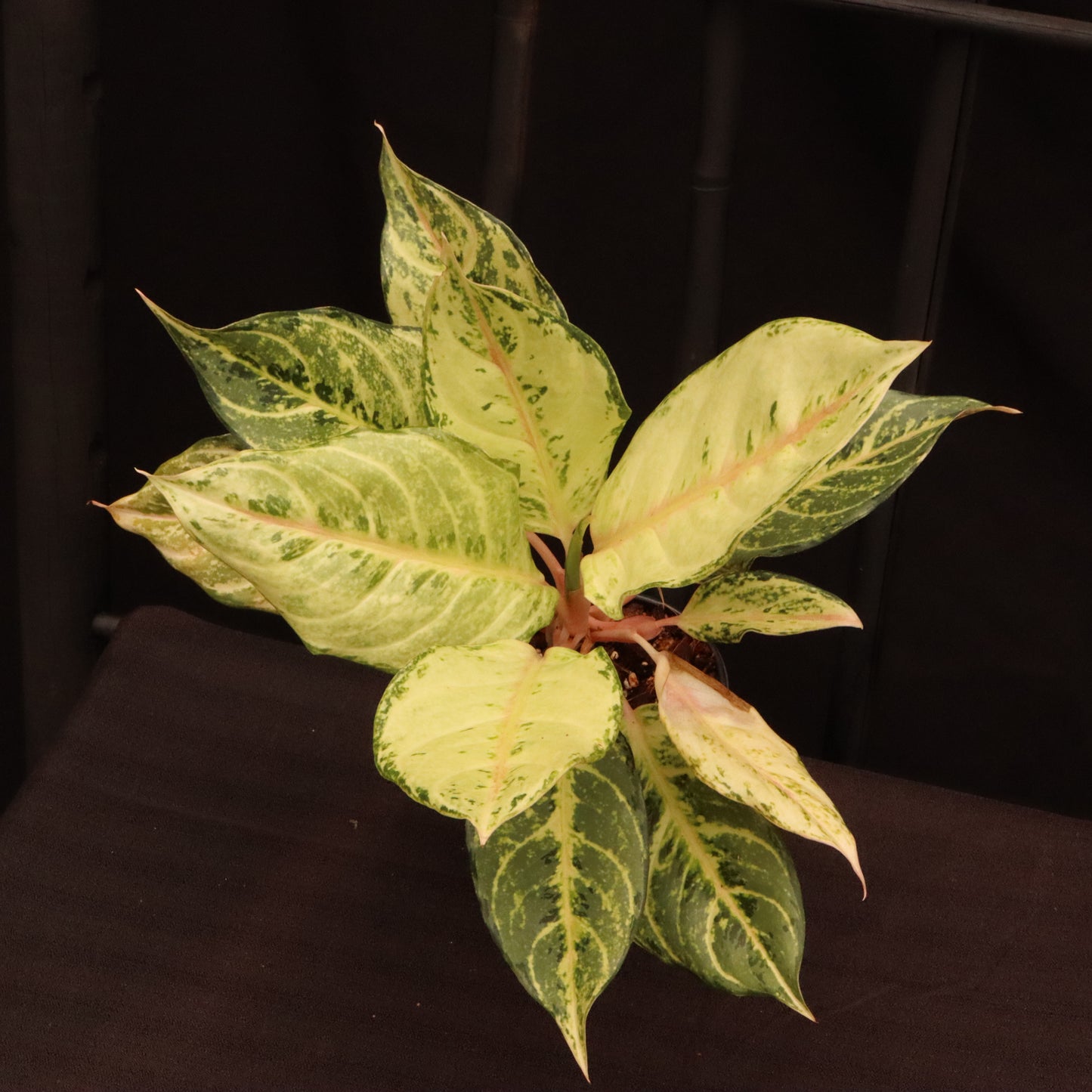 Aglaonema Frozen