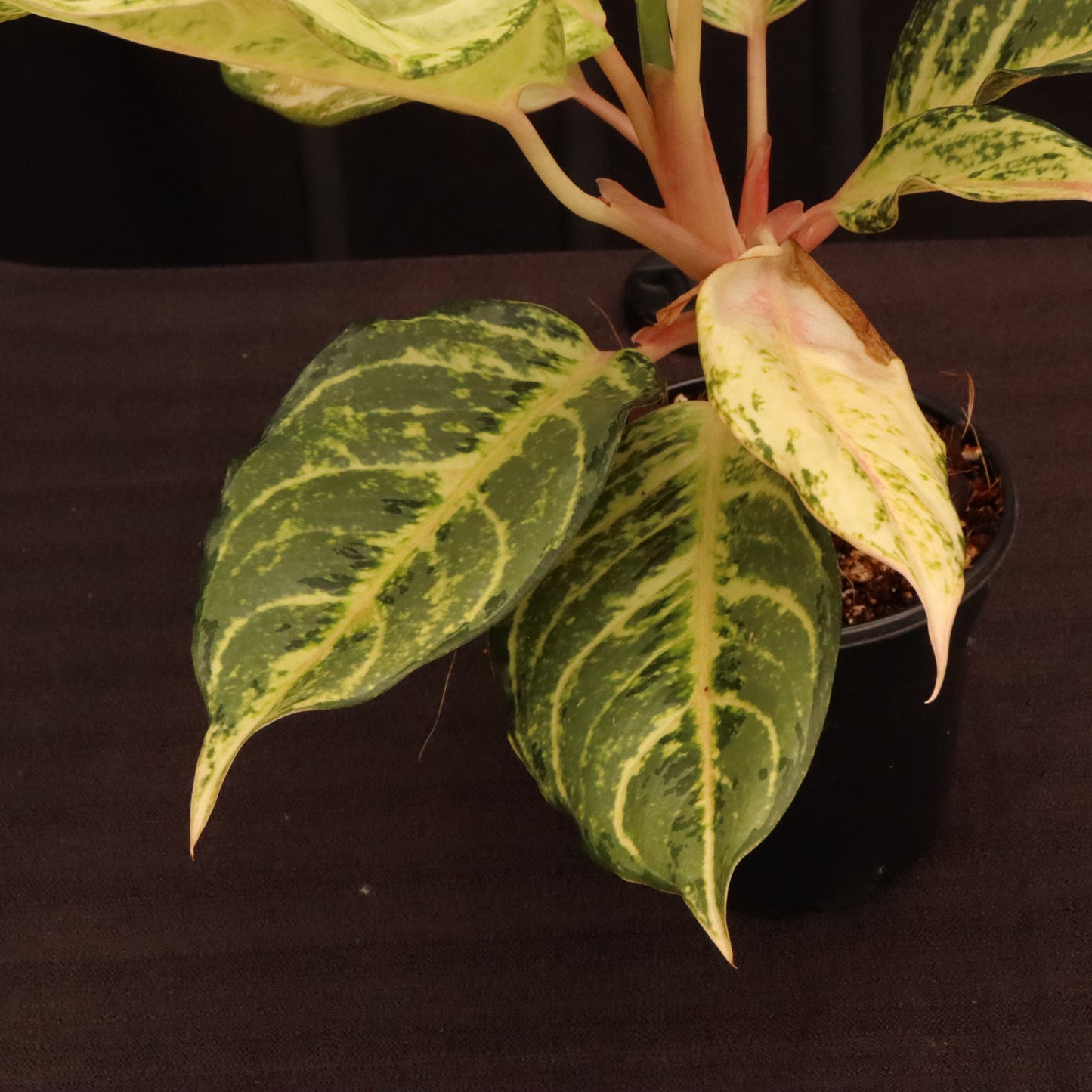 Aglaonema Frozen