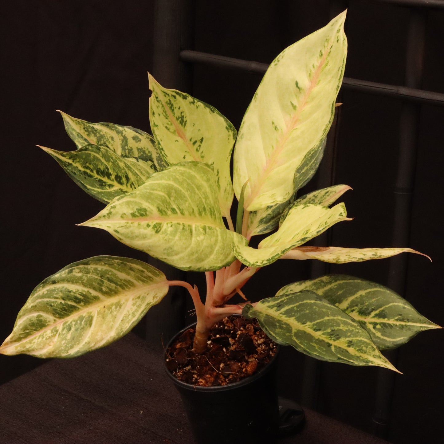 Aglaonema Frozen