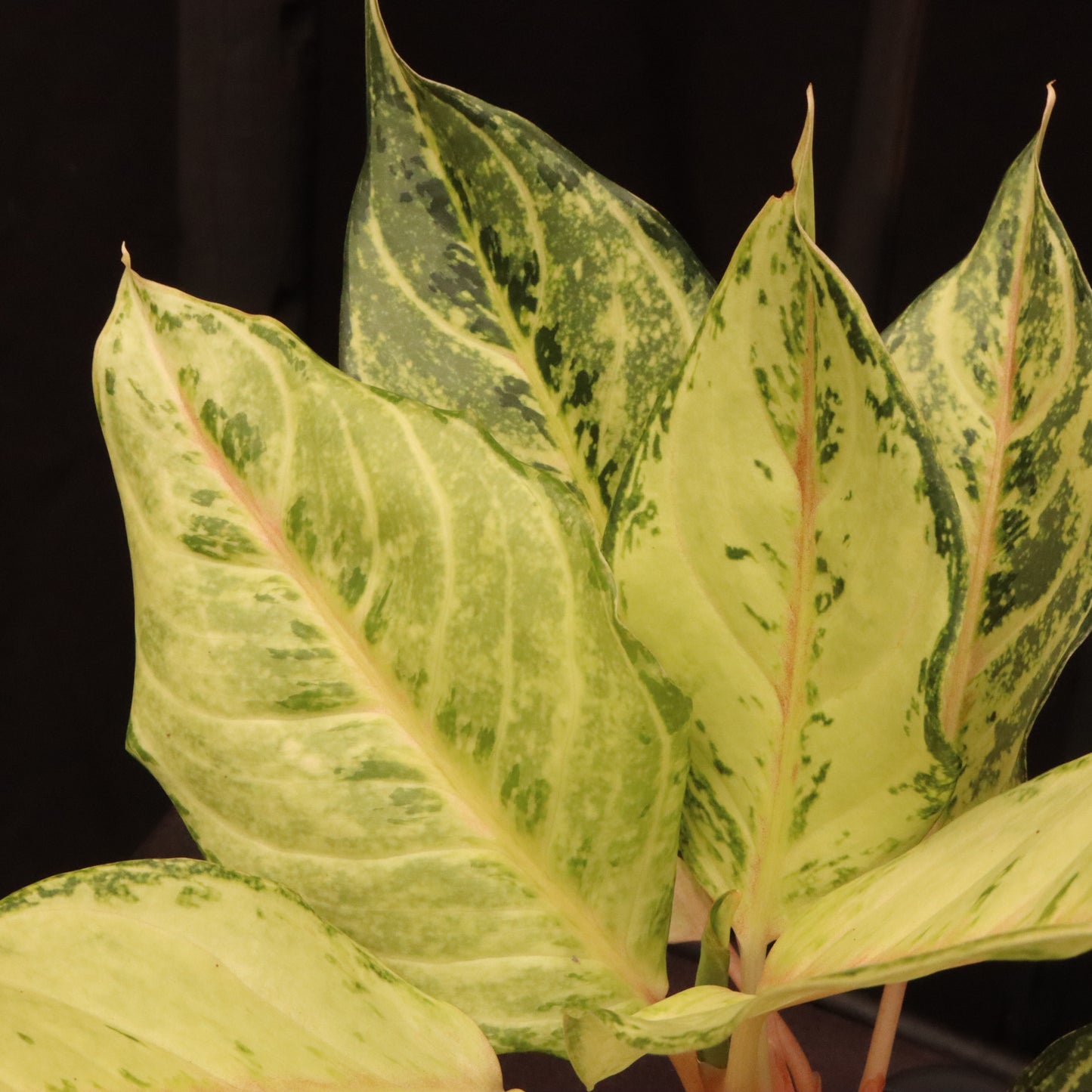 Aglaonema Frozen