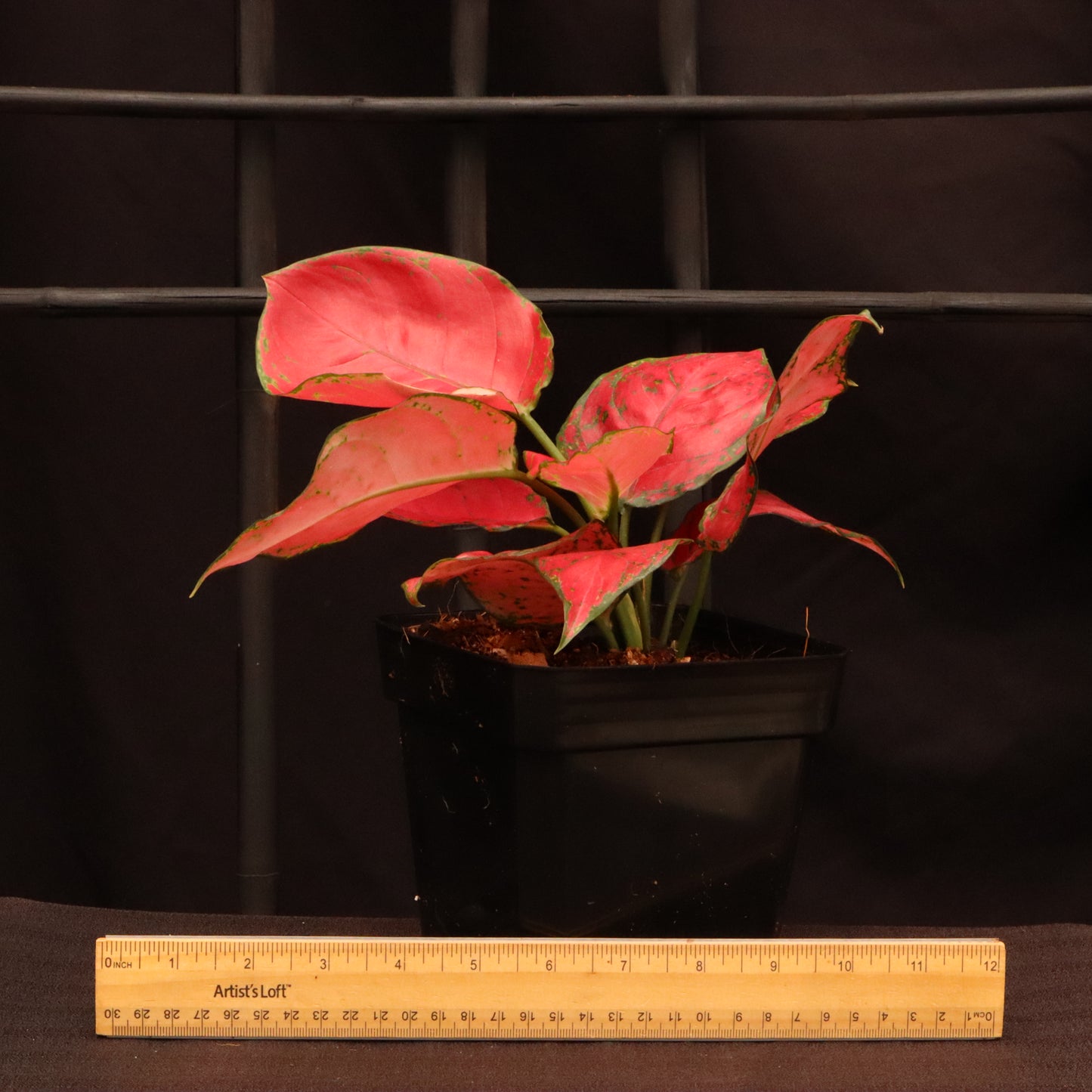 Aglaonema Suksom Jaipong - Grower's Choice