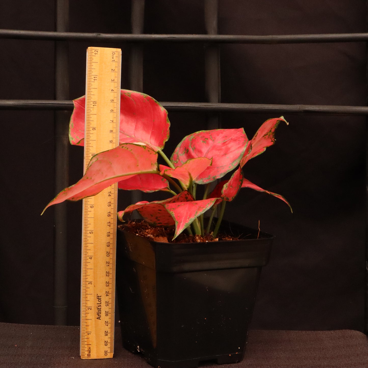 Aglaonema Suksom Jaipong - Grower's Choice