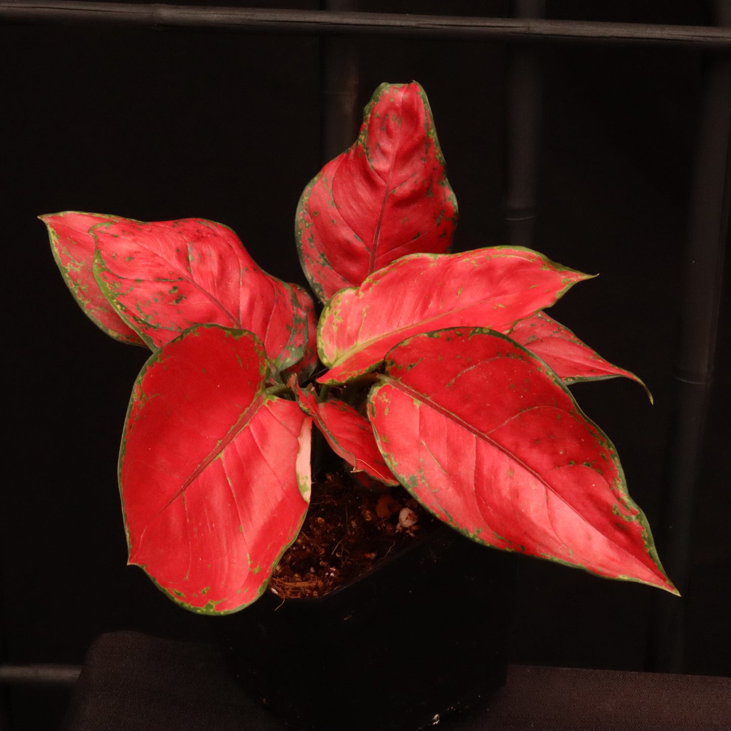 Aglaonema Suksom Jaipong - Grower's Choice