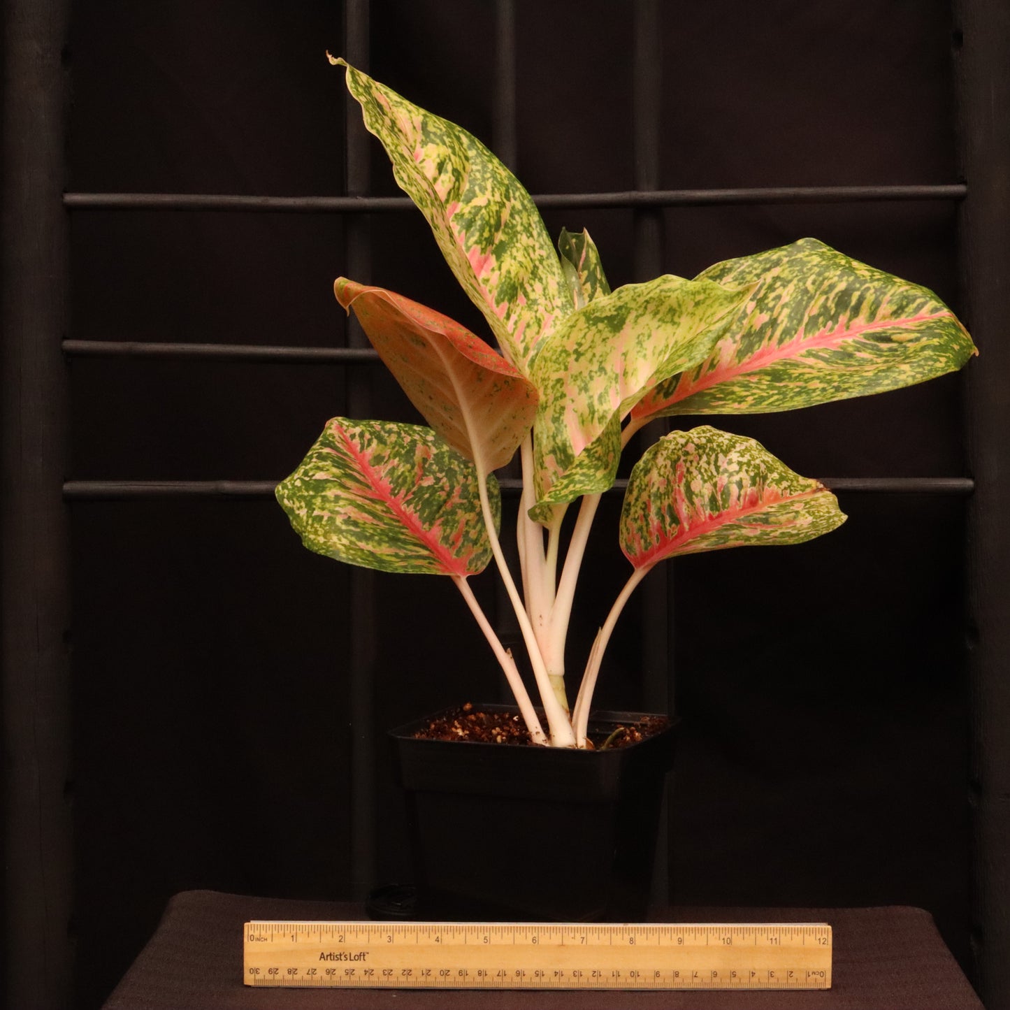 Aglaonema Mahasetti - Grower's Choice