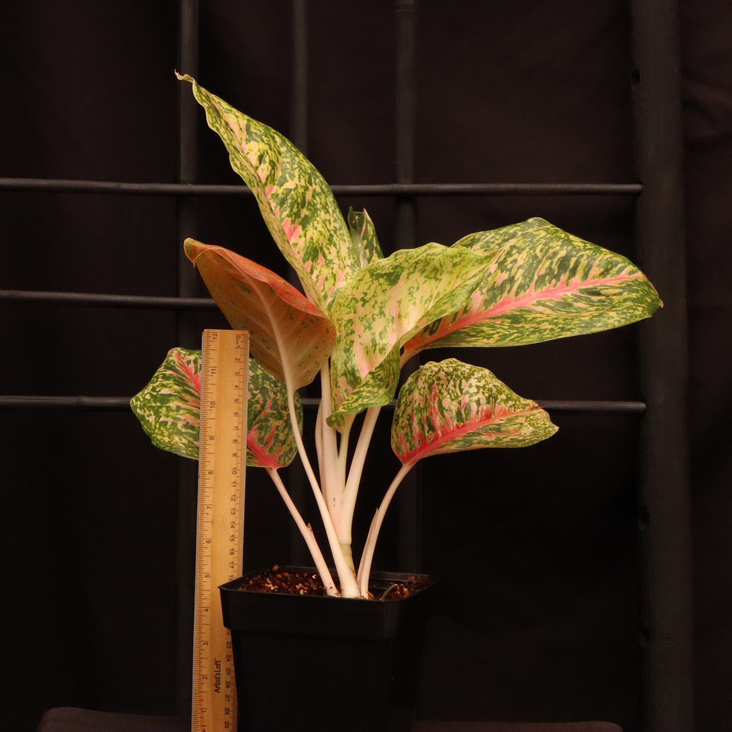 Aglaonema Mahasetti - Grower's Choice