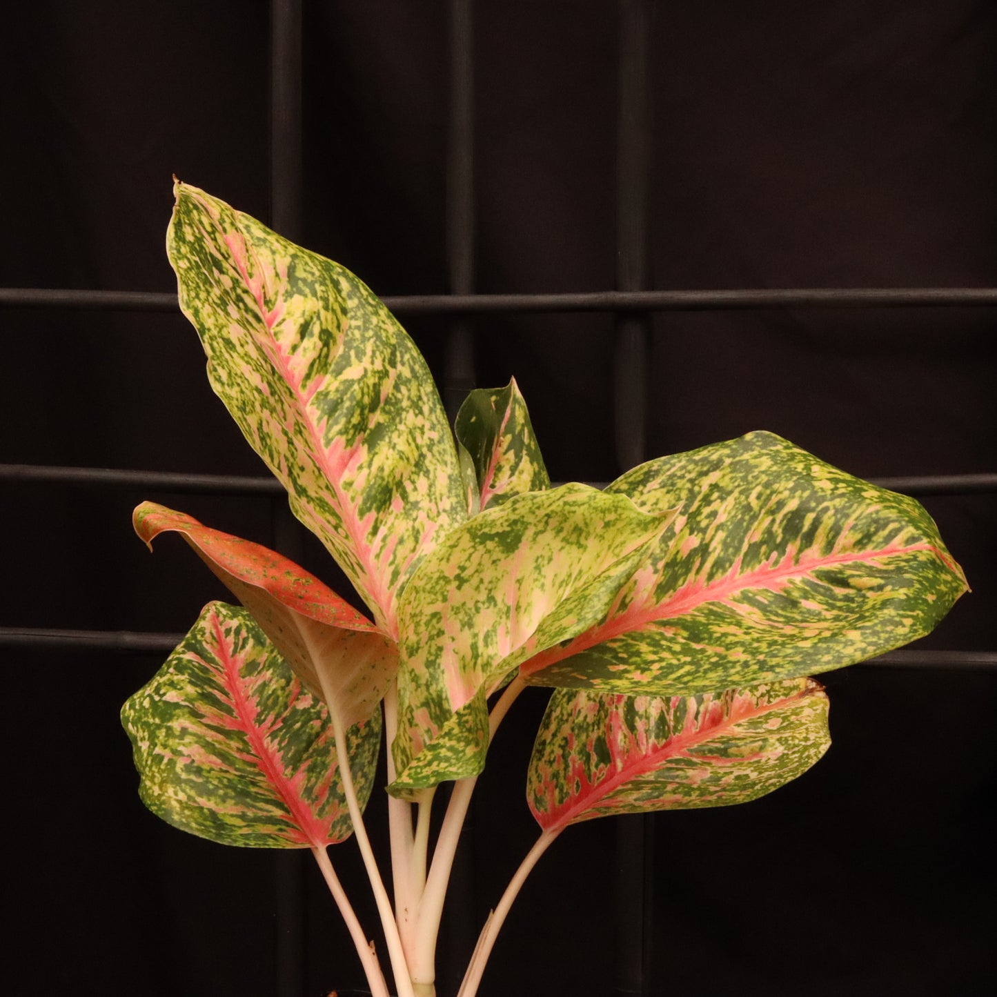 Aglaonema Mahasetti - Grower's Choice