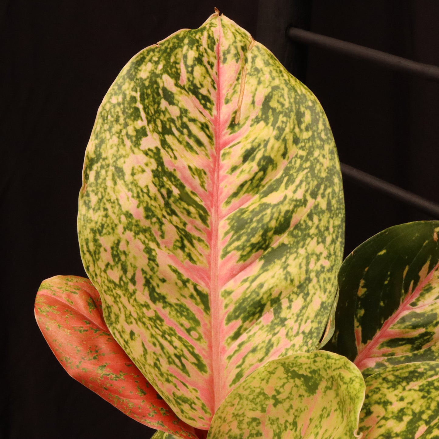 Aglaonema Mahasetti - Grower's Choice