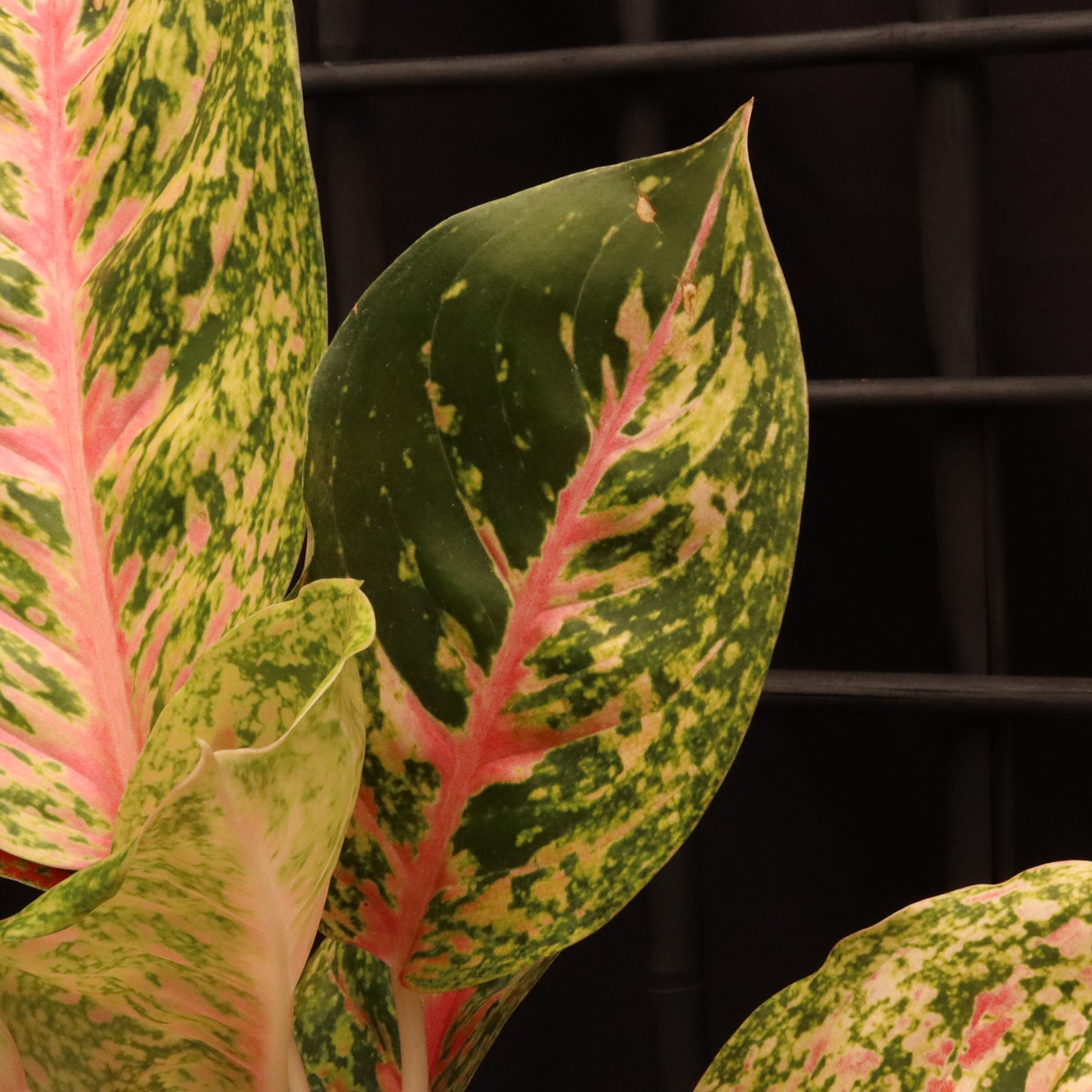 Aglaonema Mahasetti - Grower's Choice