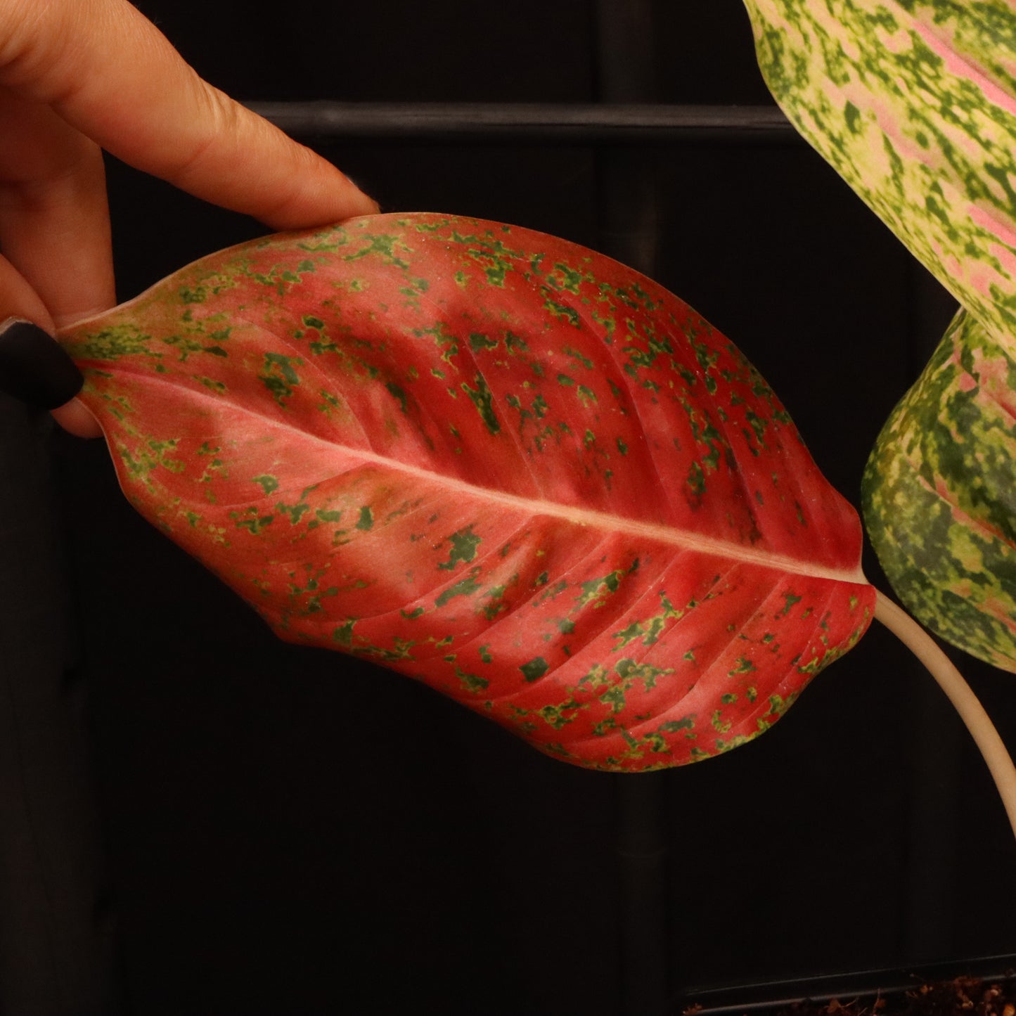 Aglaonema Mahasetti - Grower's Choice