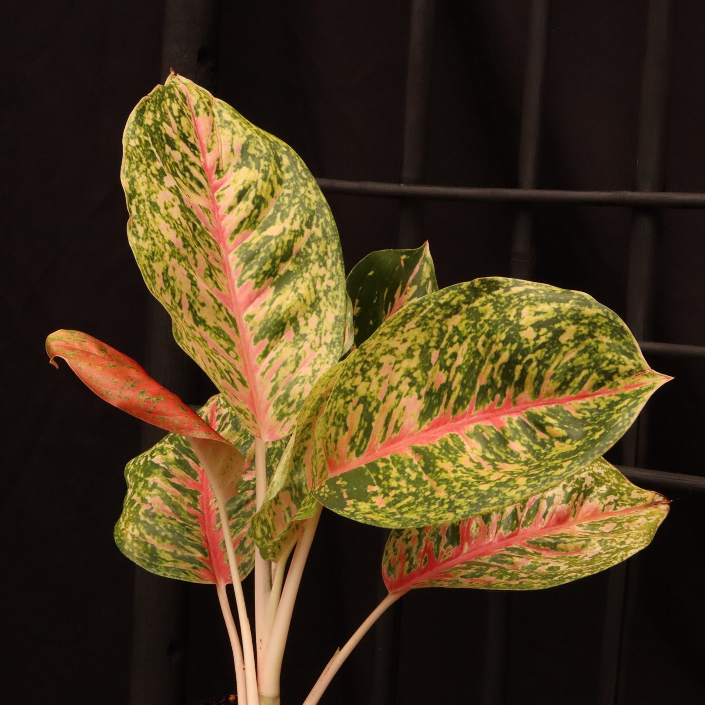 Aglaonema Mahasetti - Grower's Choice