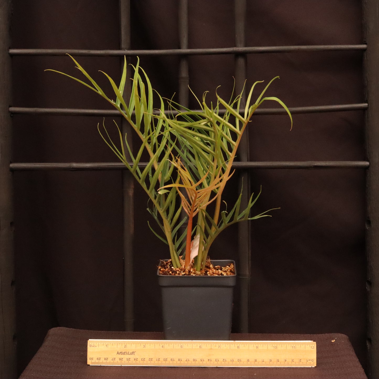 Philodendron Tortum