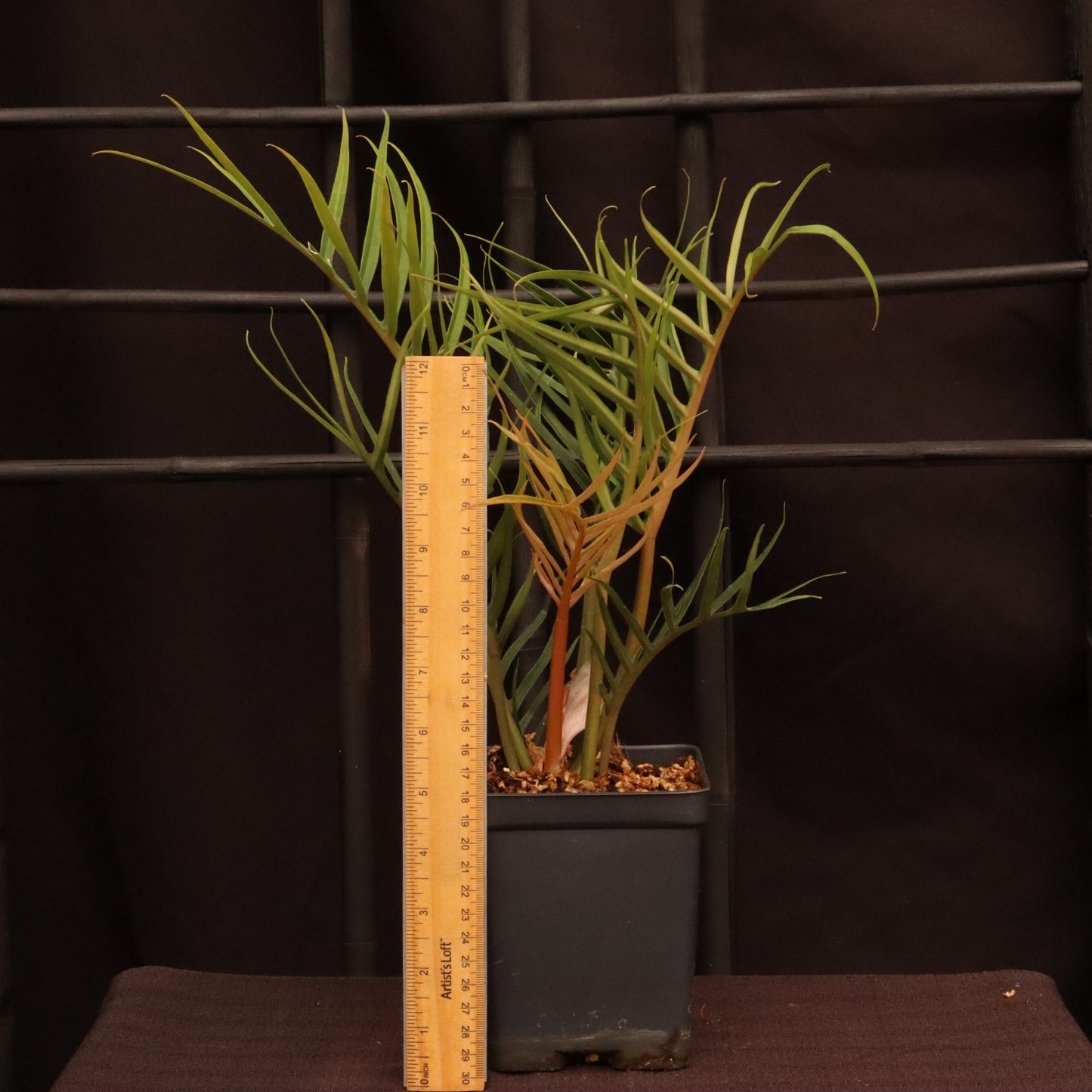 Philodendron Tortum