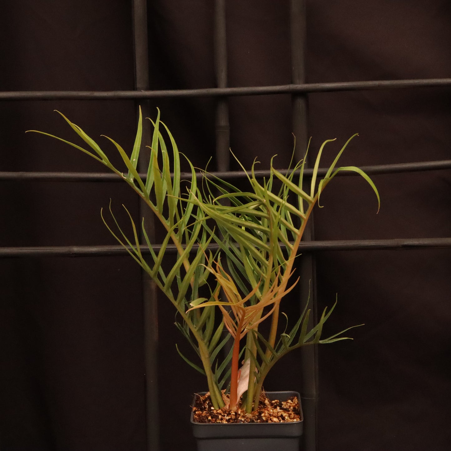 Philodendron Tortum