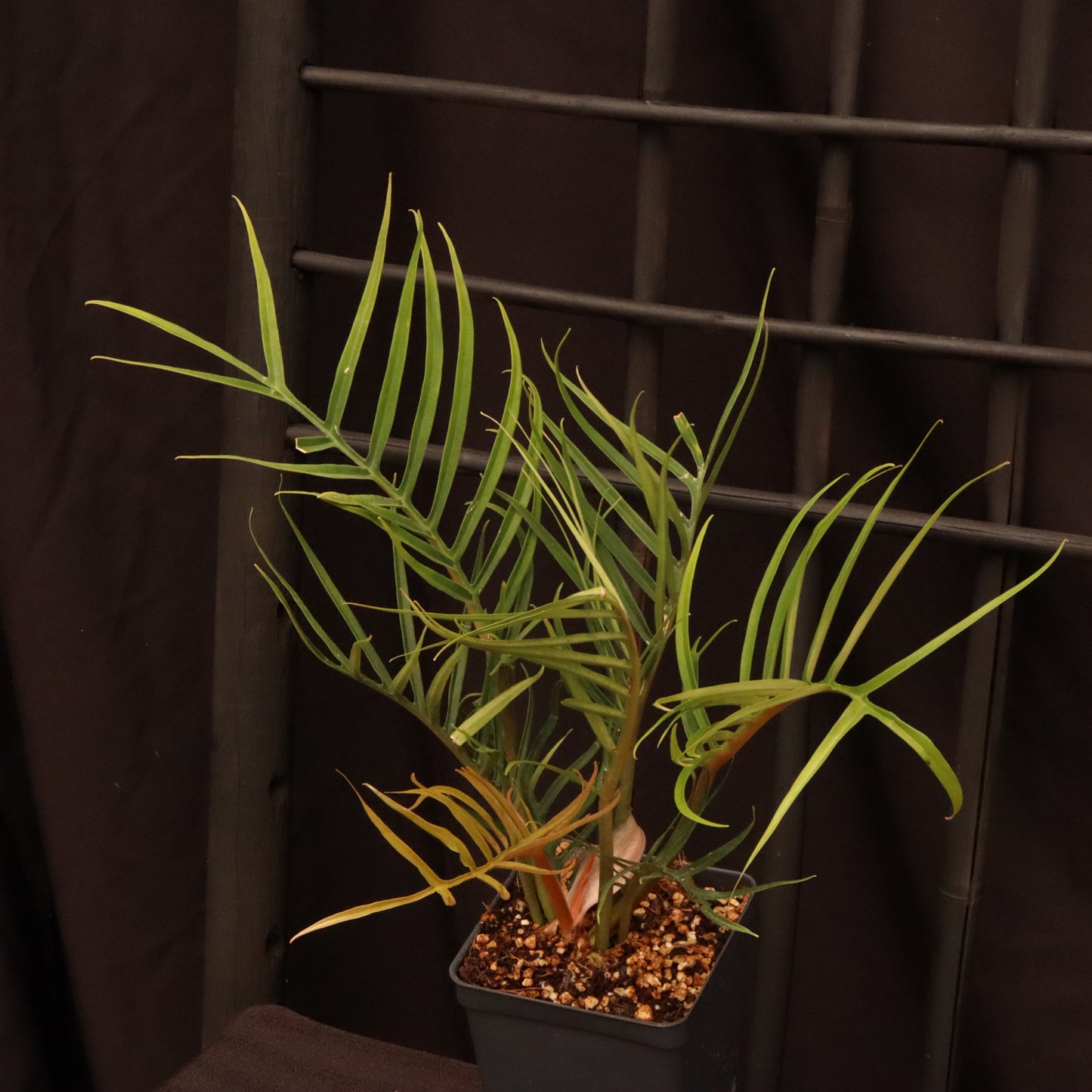 Philodendron Tortum