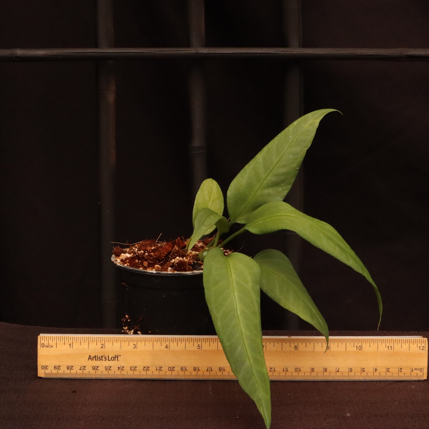 Anthurium Vittarifolium - Grower's Choice