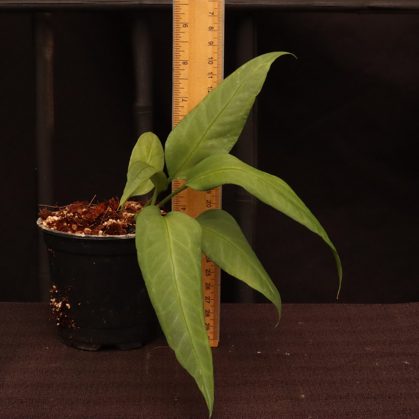 Anthurium Vittarifolium - Grower's Choice