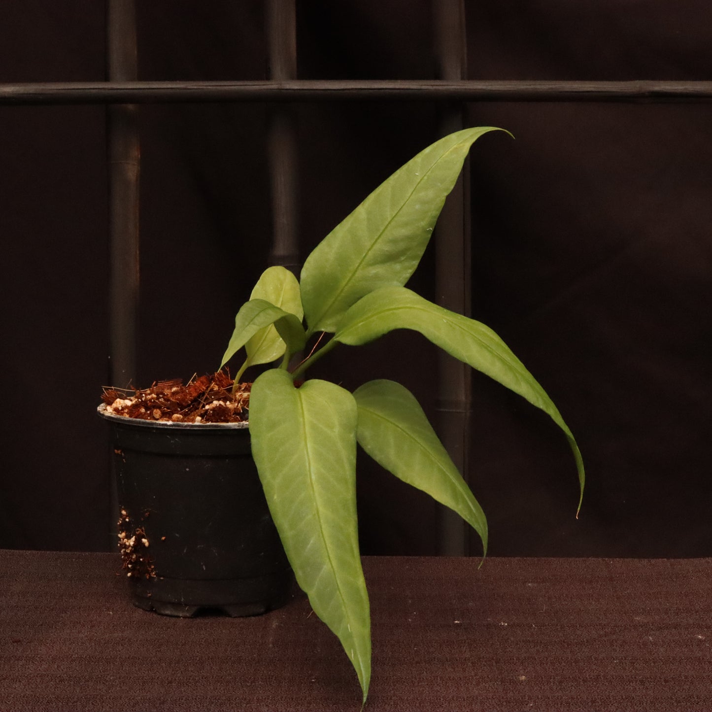 Anthurium Vittarifolium - Grower's Choice