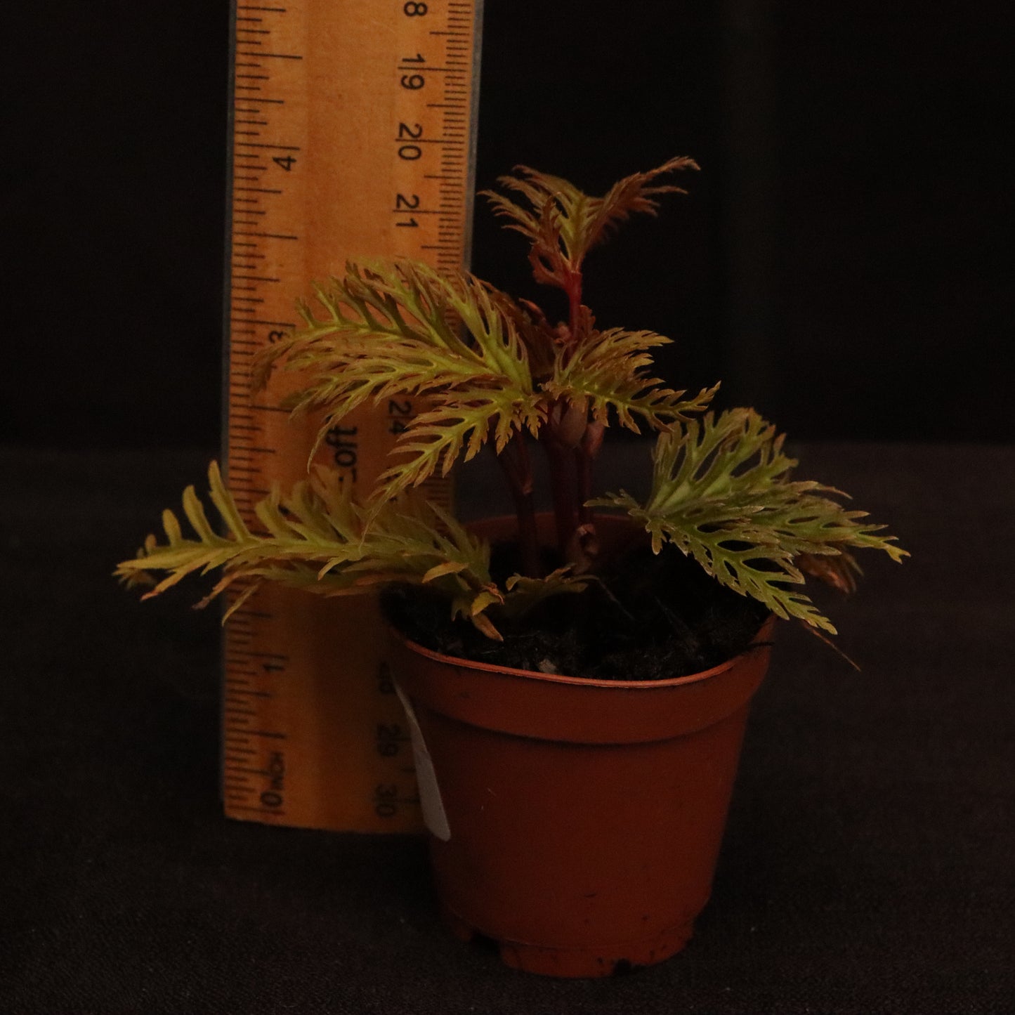Begonia Bipinnatifida "Fern Leaf" - Grower's Choice