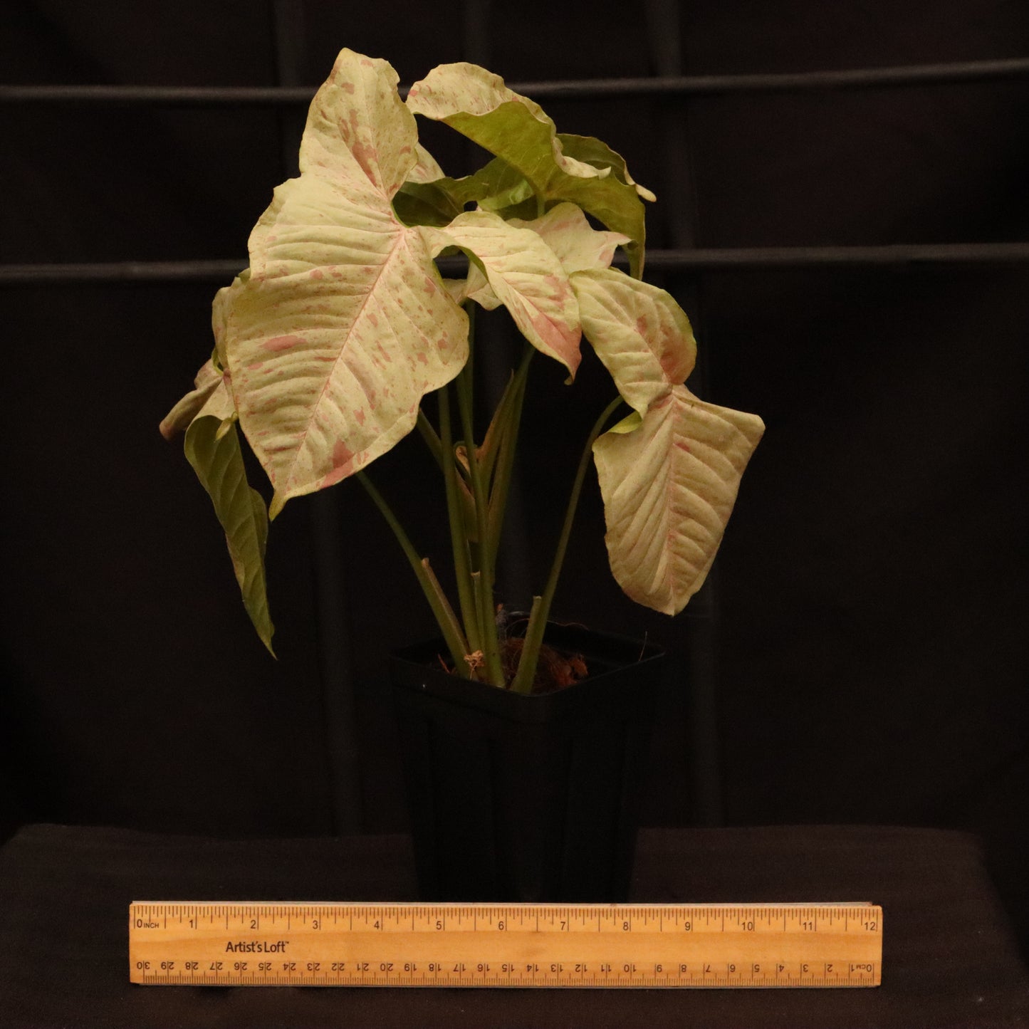 Syngonium Milk Confetti - Grower's Choice