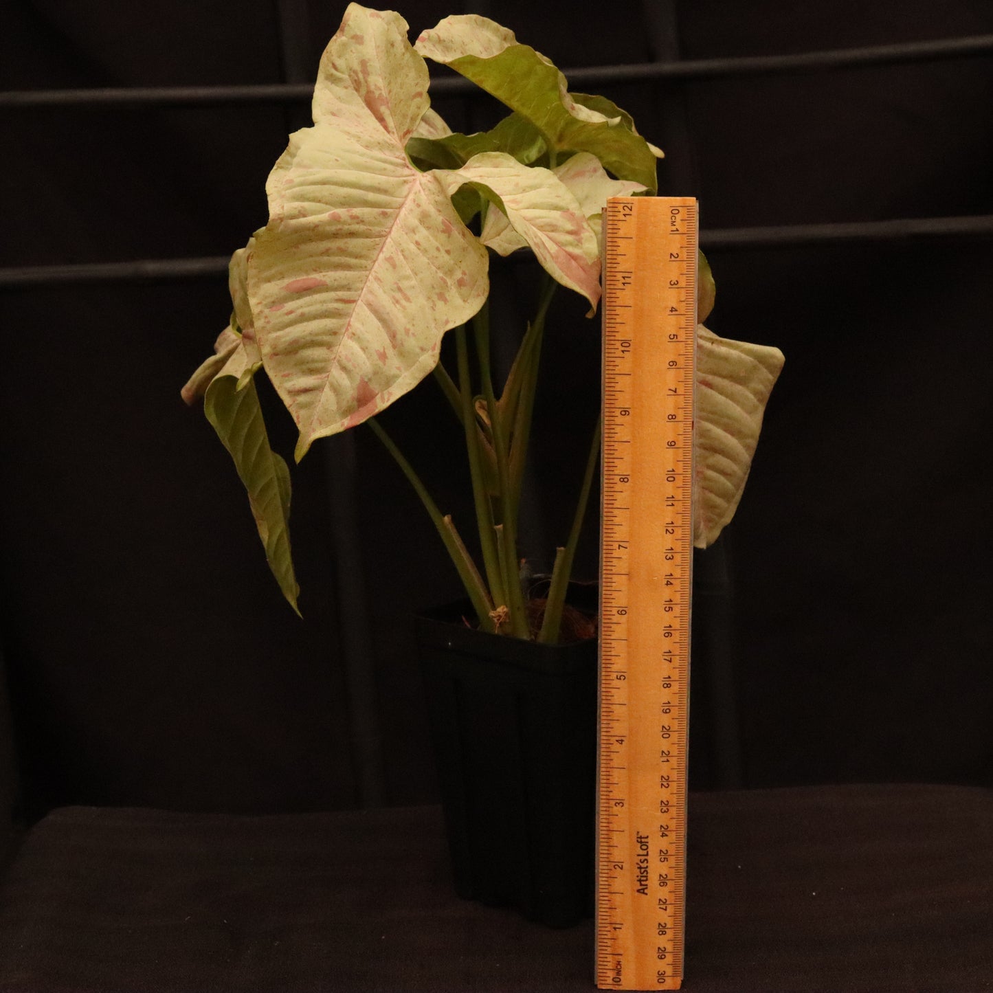 Syngonium Milk Confetti - Grower's Choice
