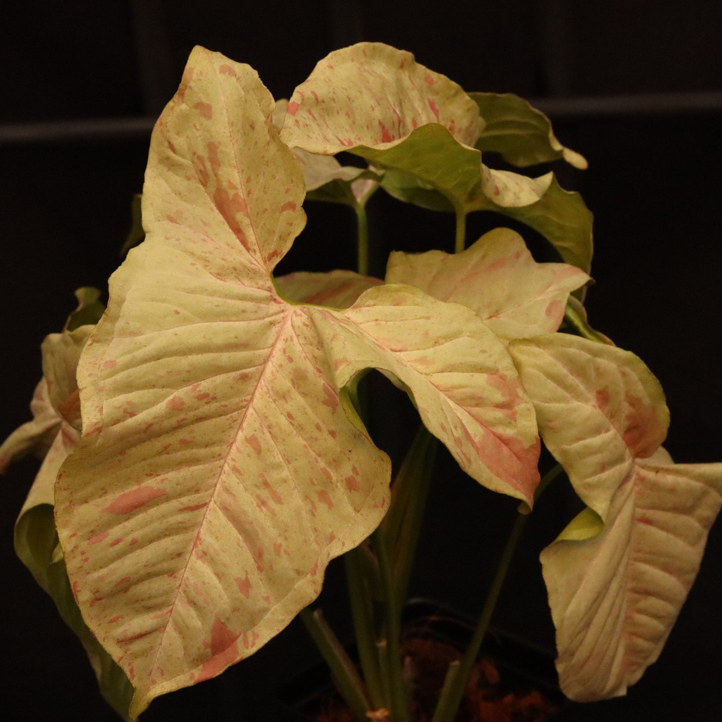 Syngonium Milk Confetti - Grower's Choice