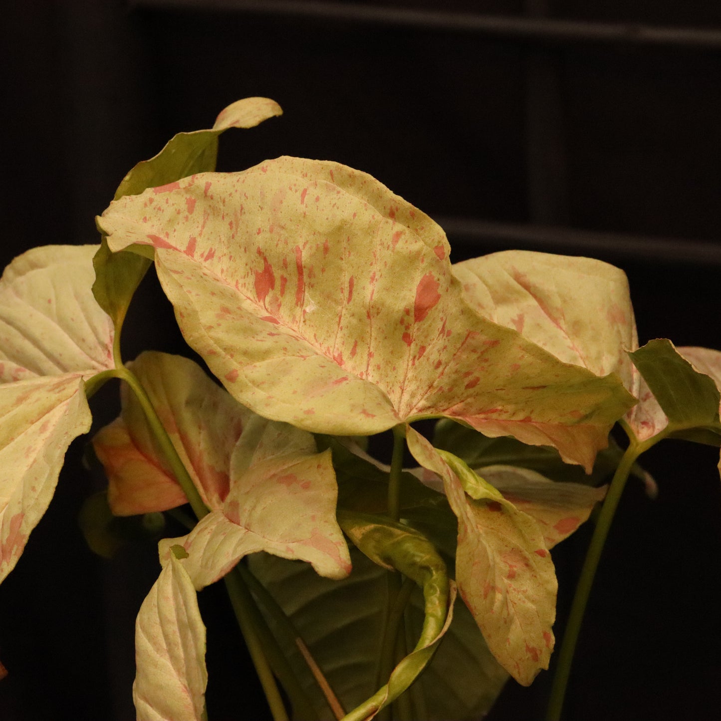 Syngonium Milk Confetti - Grower's Choice