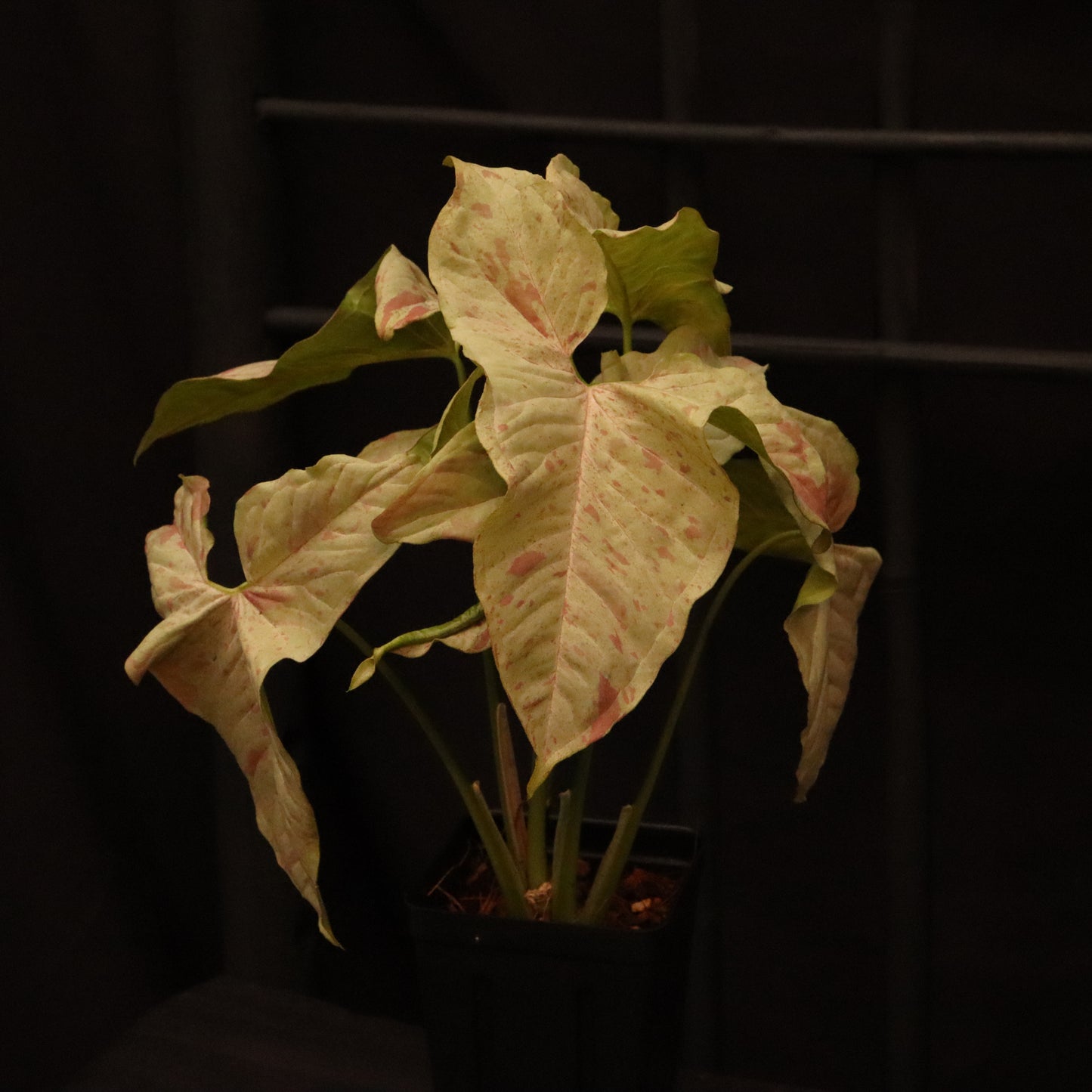 Syngonium Milk Confetti - Grower's Choice