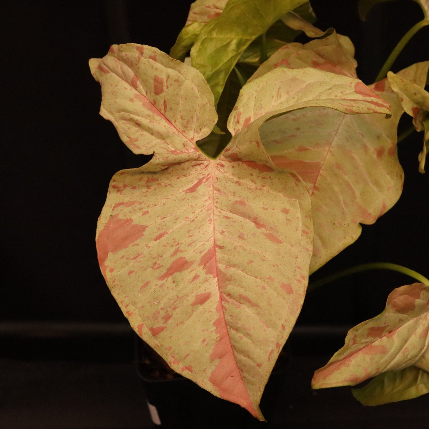 Syngonium Milk Confetti - Grower's Choice