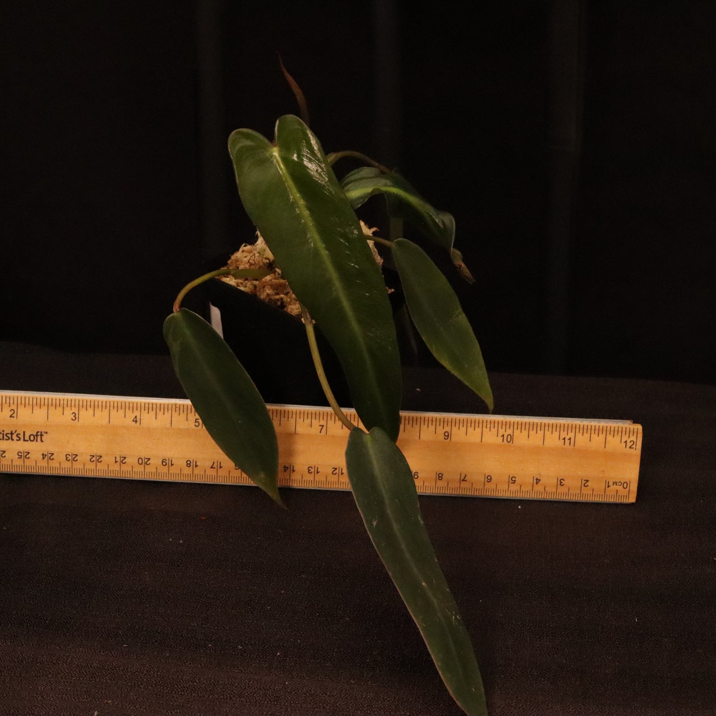 Philodendron Spiritus Sancti