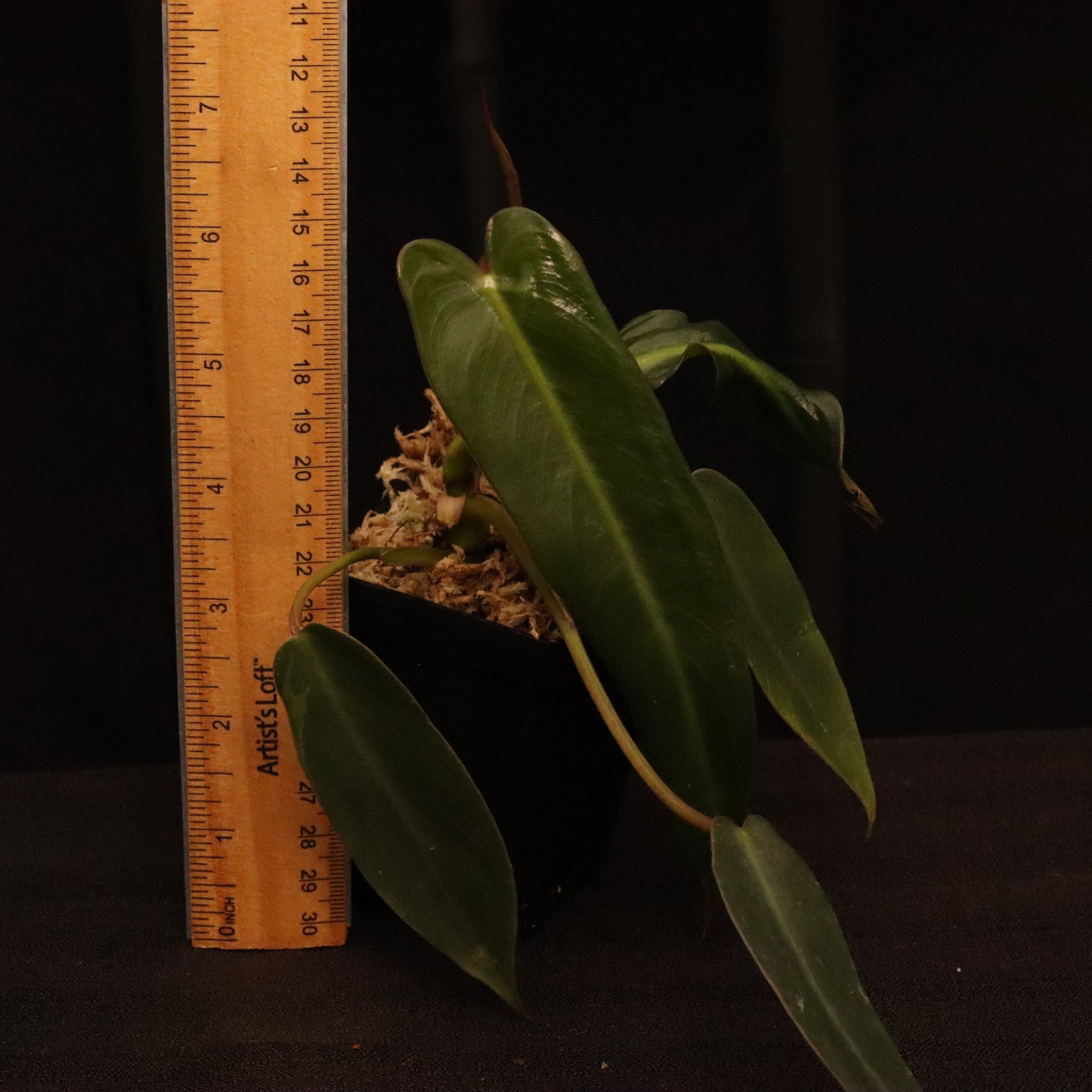 Philodendron Spiritus Sancti