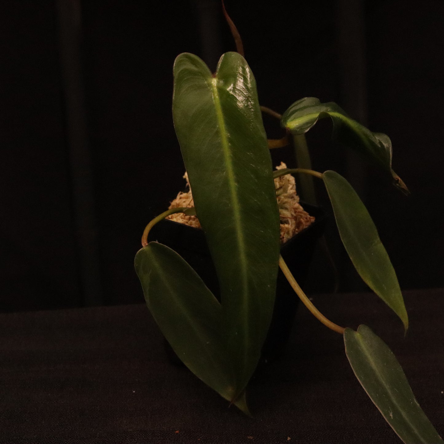 Philodendron Spiritus Sancti