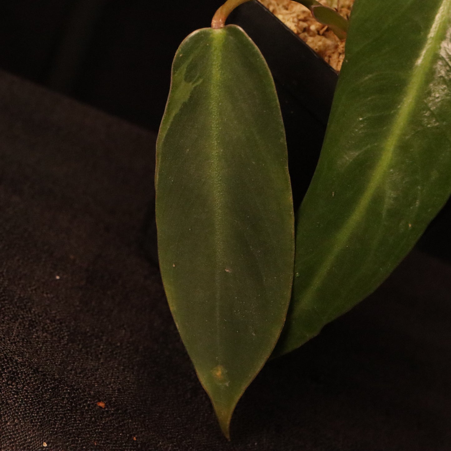 Philodendron Spiritus Sancti