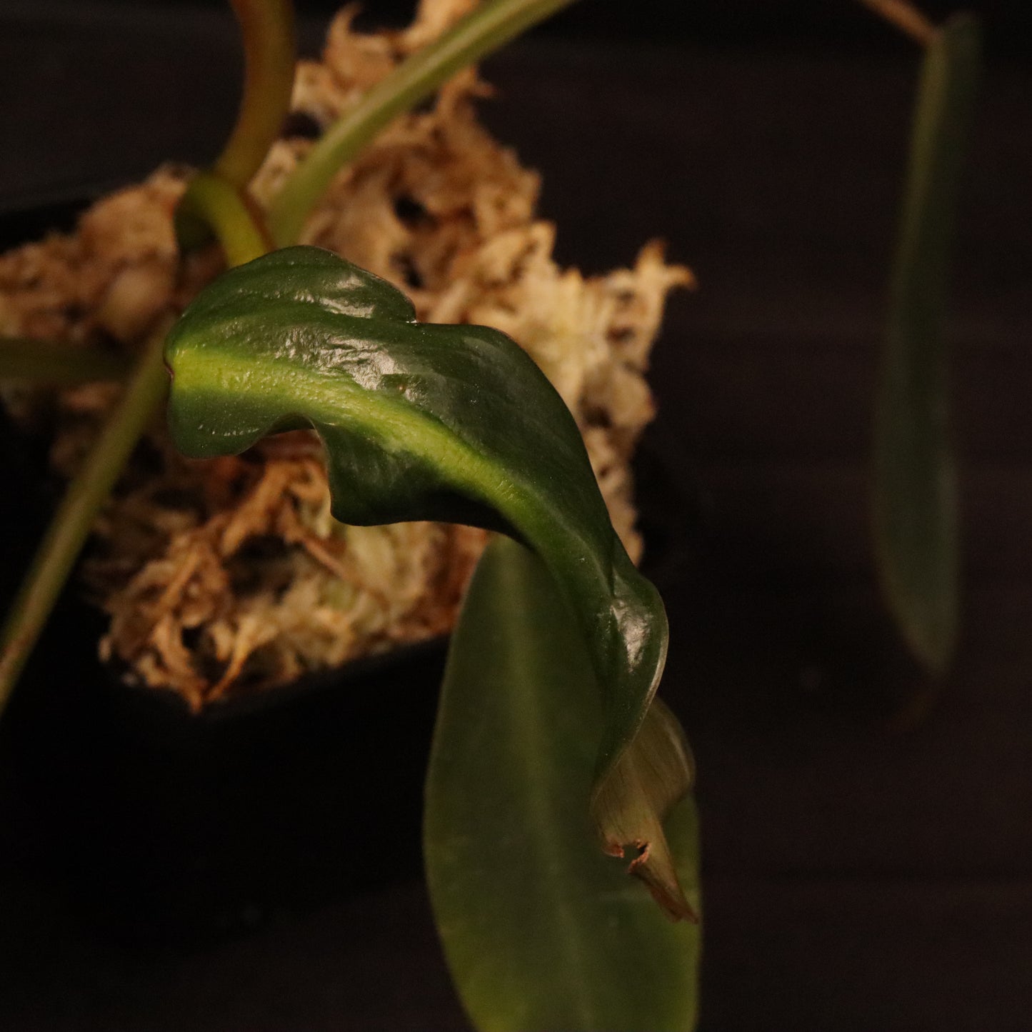 Philodendron Spiritus Sancti