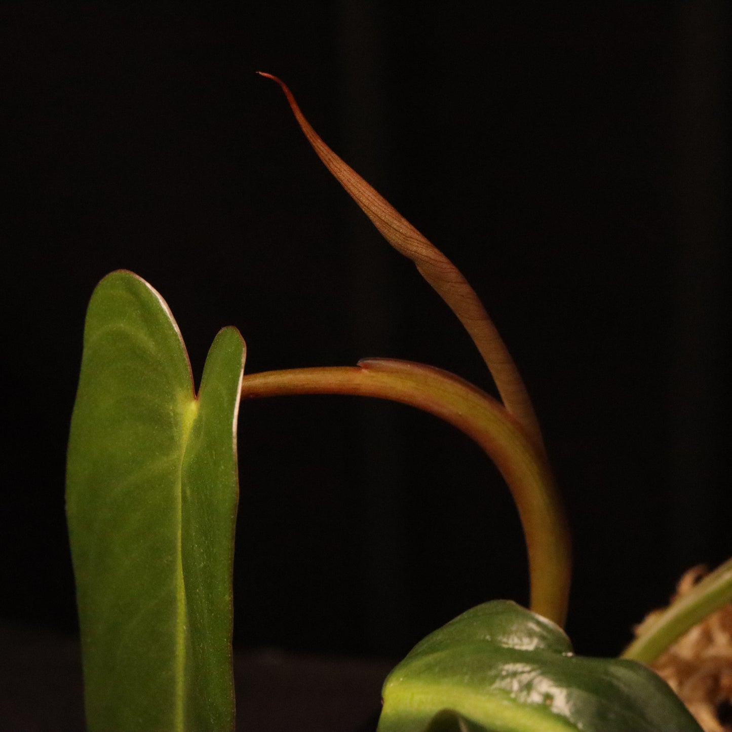 Philodendron Spiritus Sancti