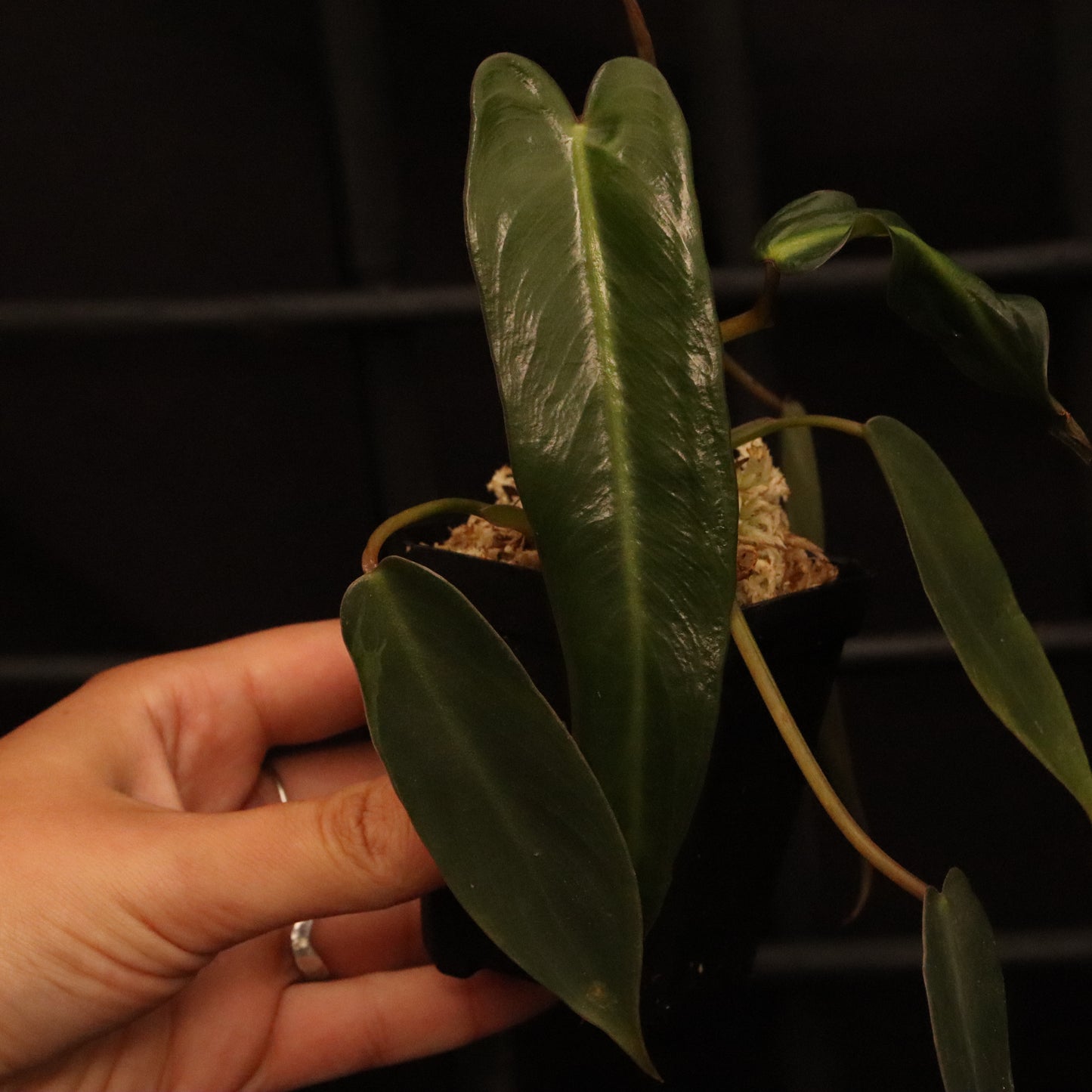 Philodendron Spiritus Sancti