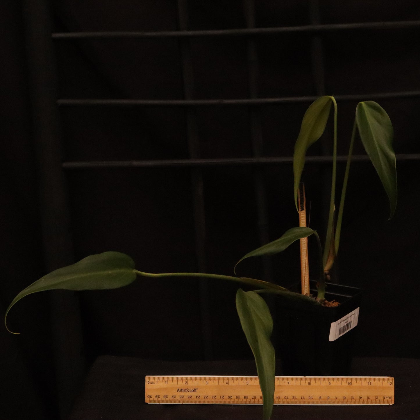 Monstera Dilacerata/ Burle Marx Flame