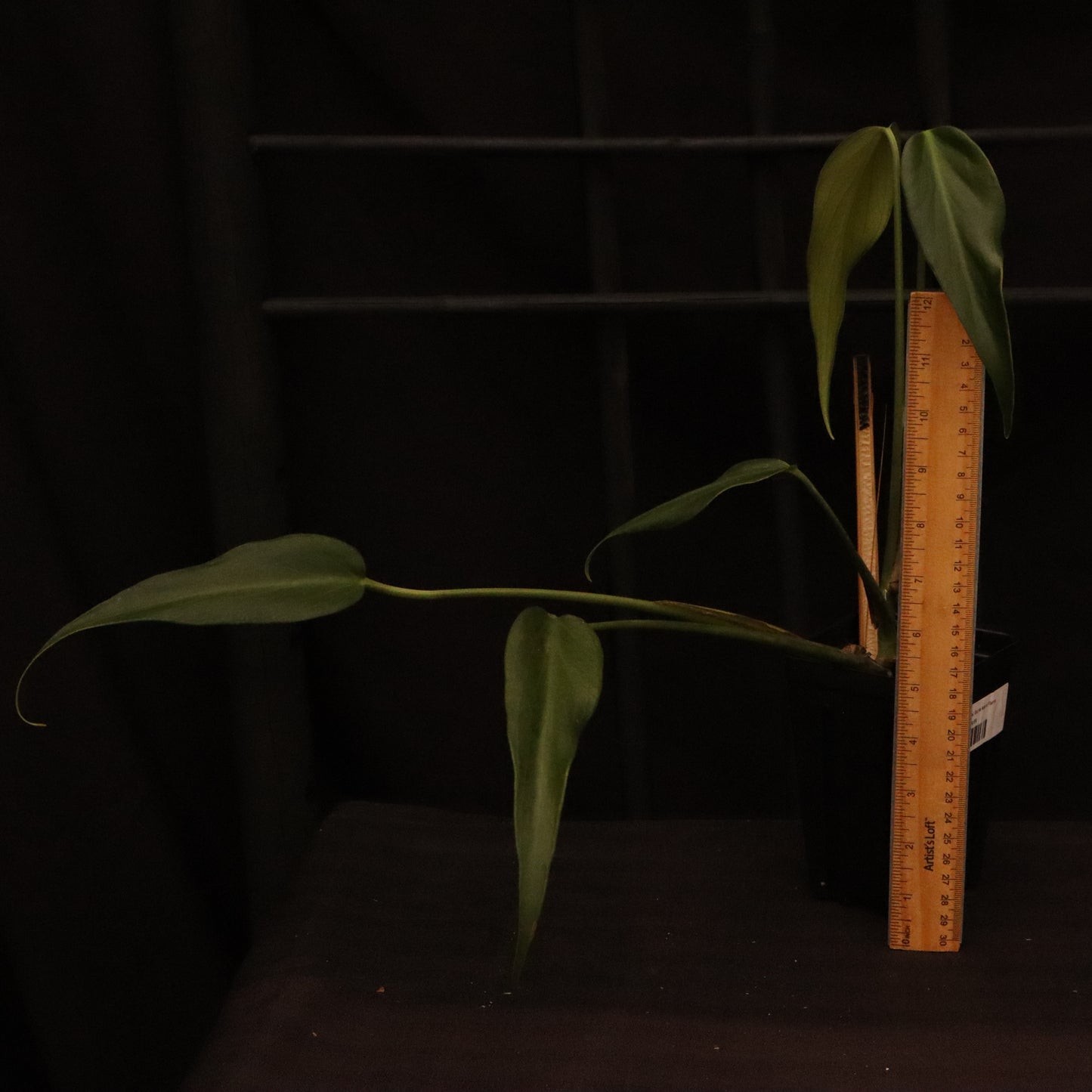 Monstera Dilacerata/ Burle Marx Flame
