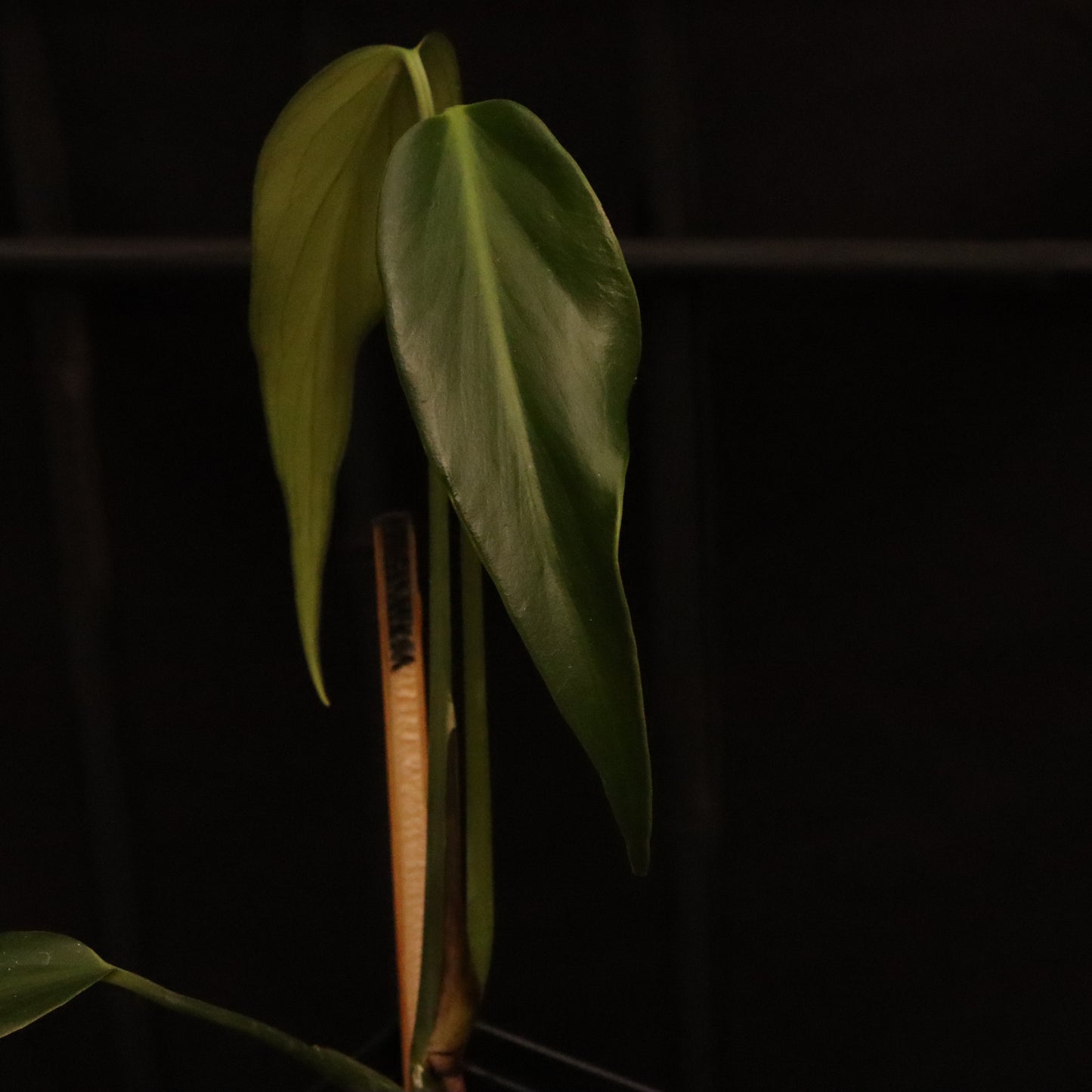 Monstera Dilacerata/ Burle Marx Flame