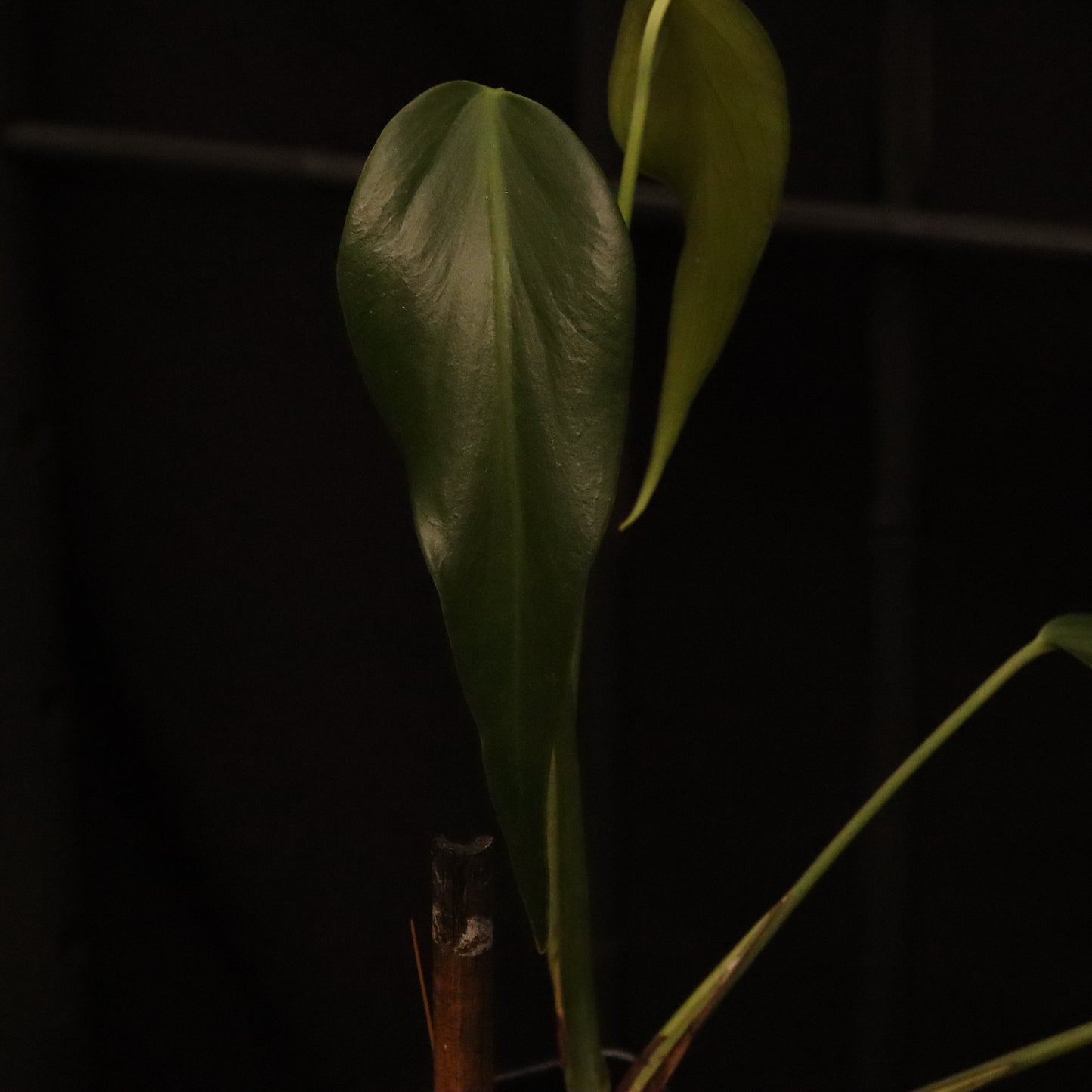 Monstera Dilacerata/ Burle Marx Flame