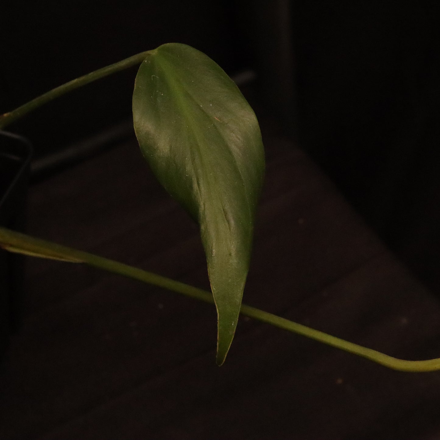 Monstera Dilacerata/ Burle Marx Flame