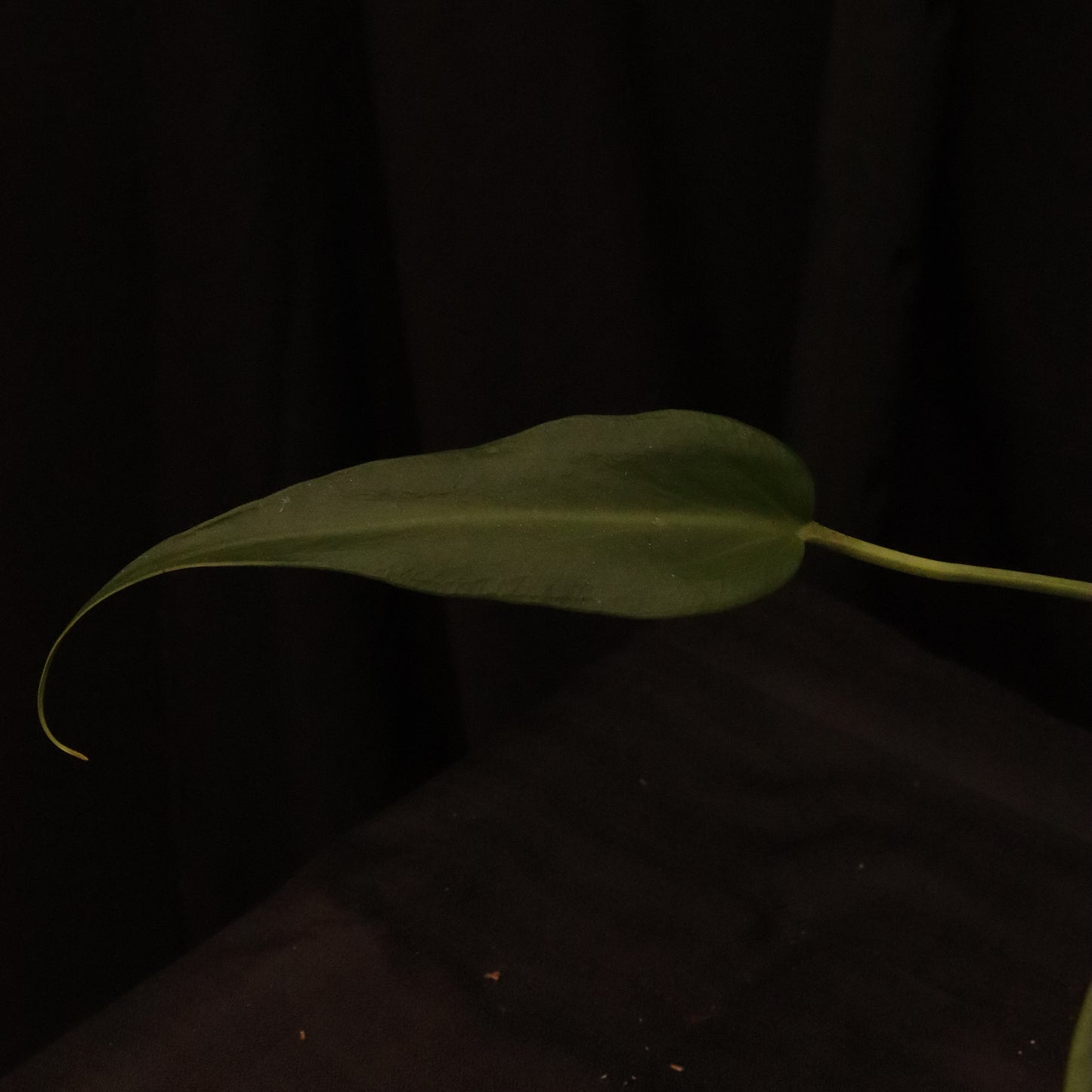Monstera Dilacerata/ Burle Marx Flame