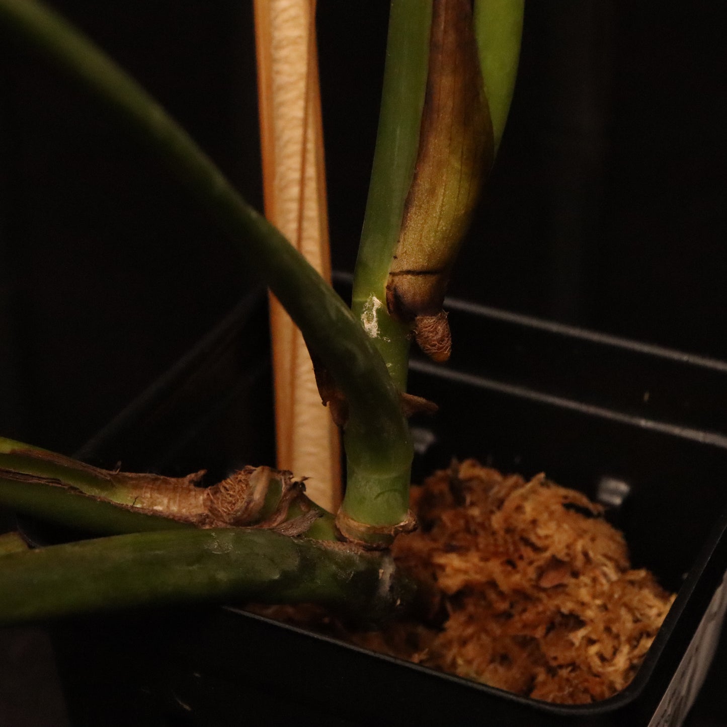 Monstera Dilacerata/ Burle Marx Flame