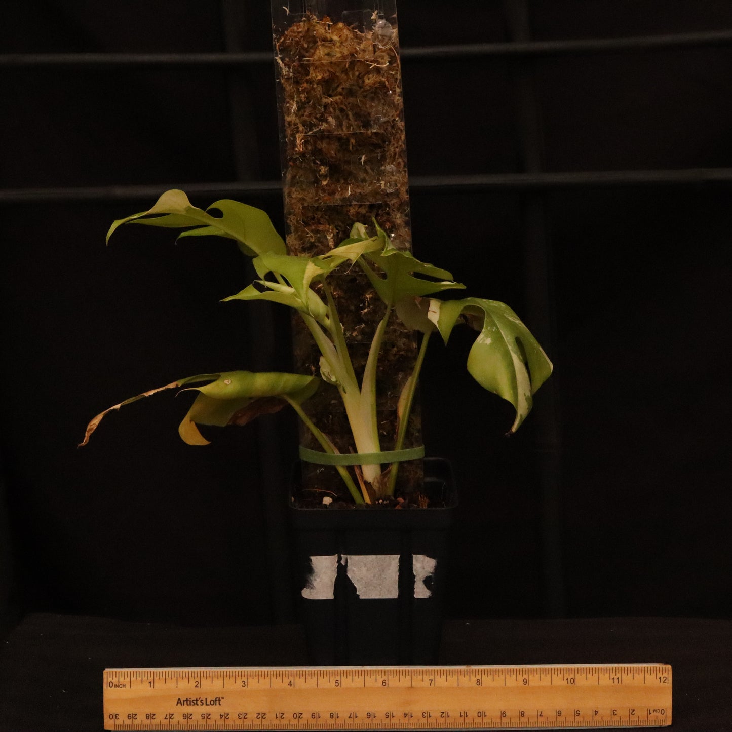 Variegated Rhaphidophora Tetrasperma