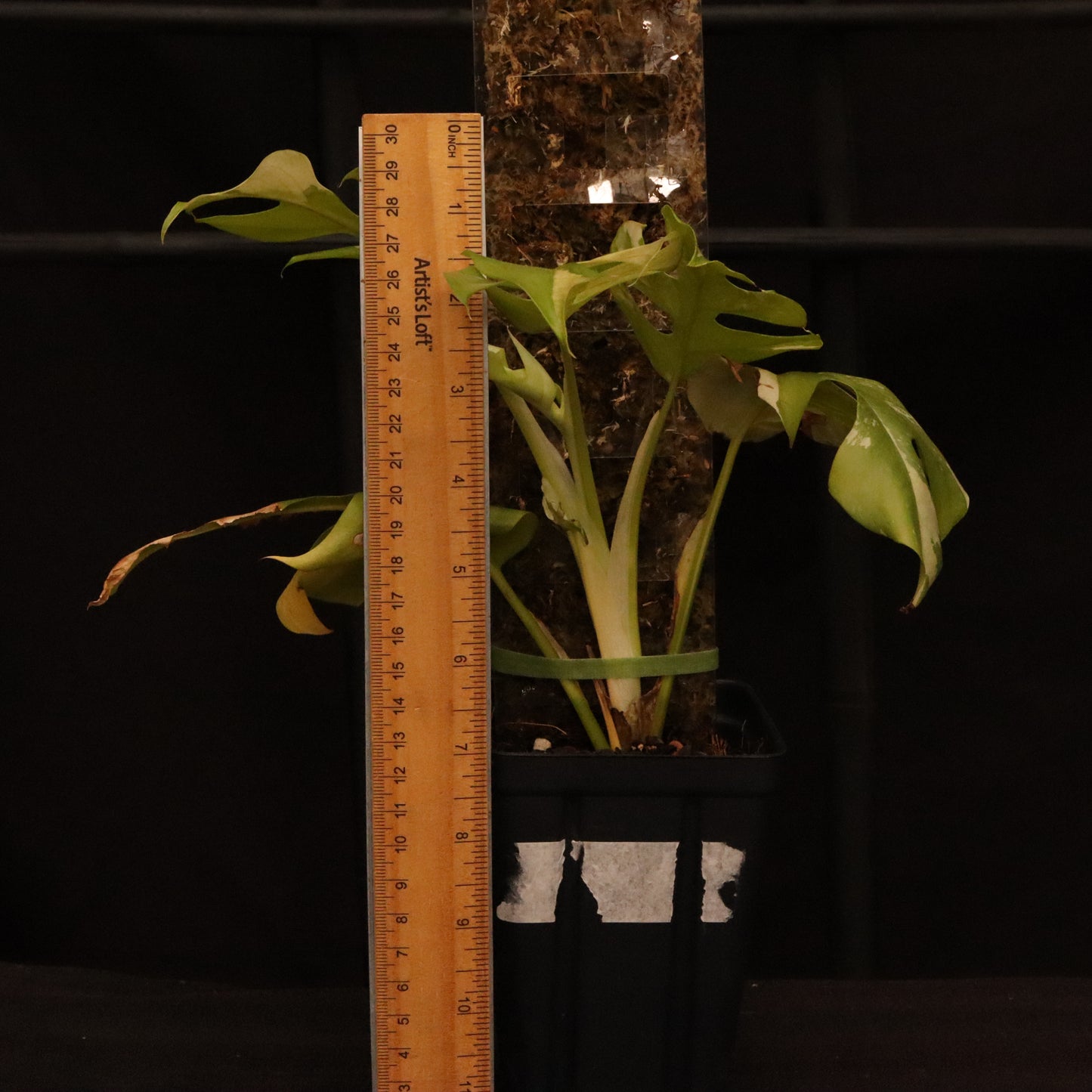 Variegated Rhaphidophora Tetrasperma
