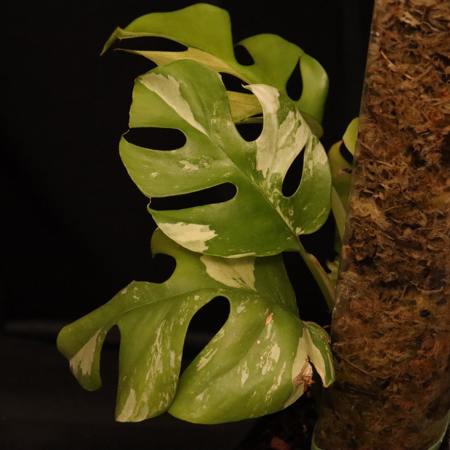 Variegated Rhaphidophora Tetrasperma