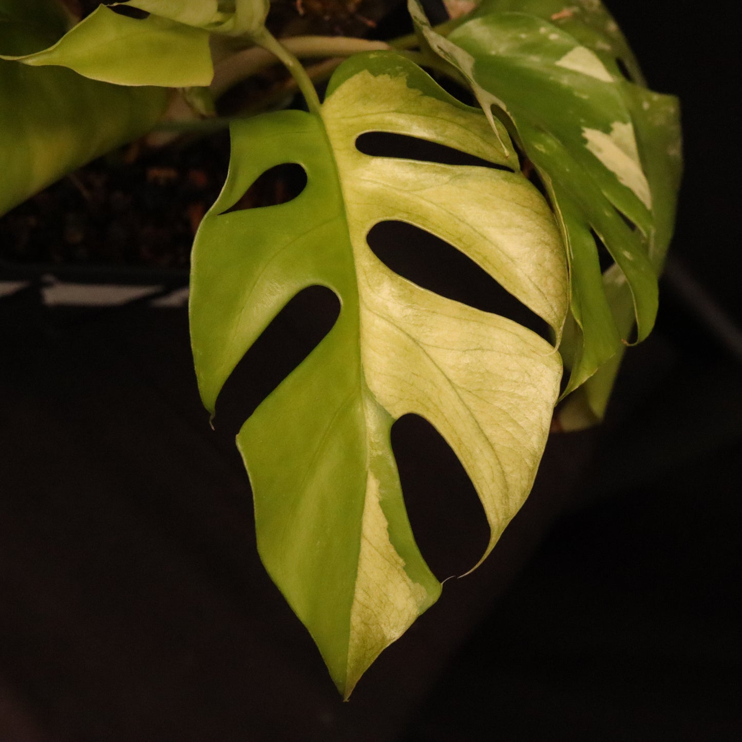 Variegated Rhaphidophora Tetrasperma