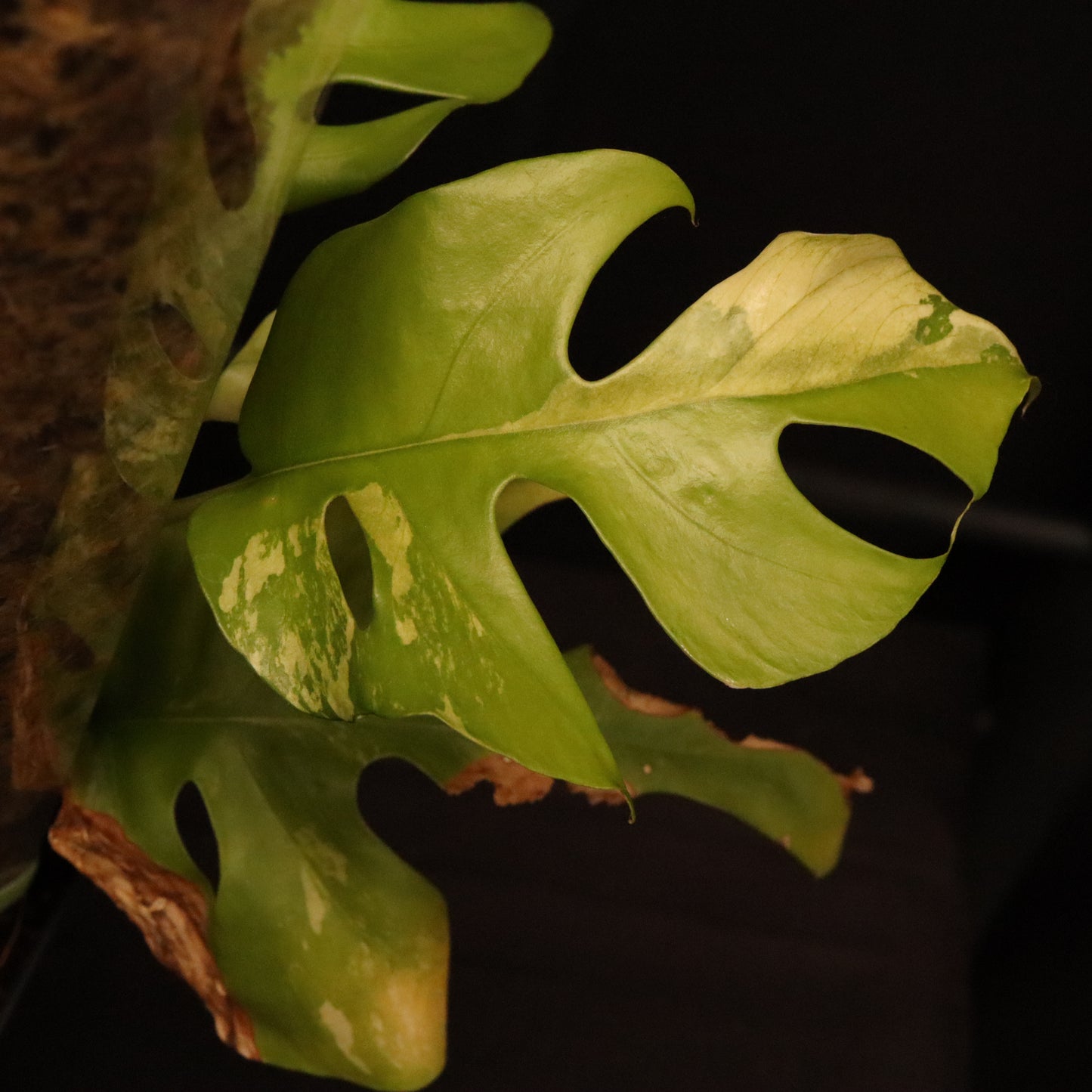 Variegated Rhaphidophora Tetrasperma