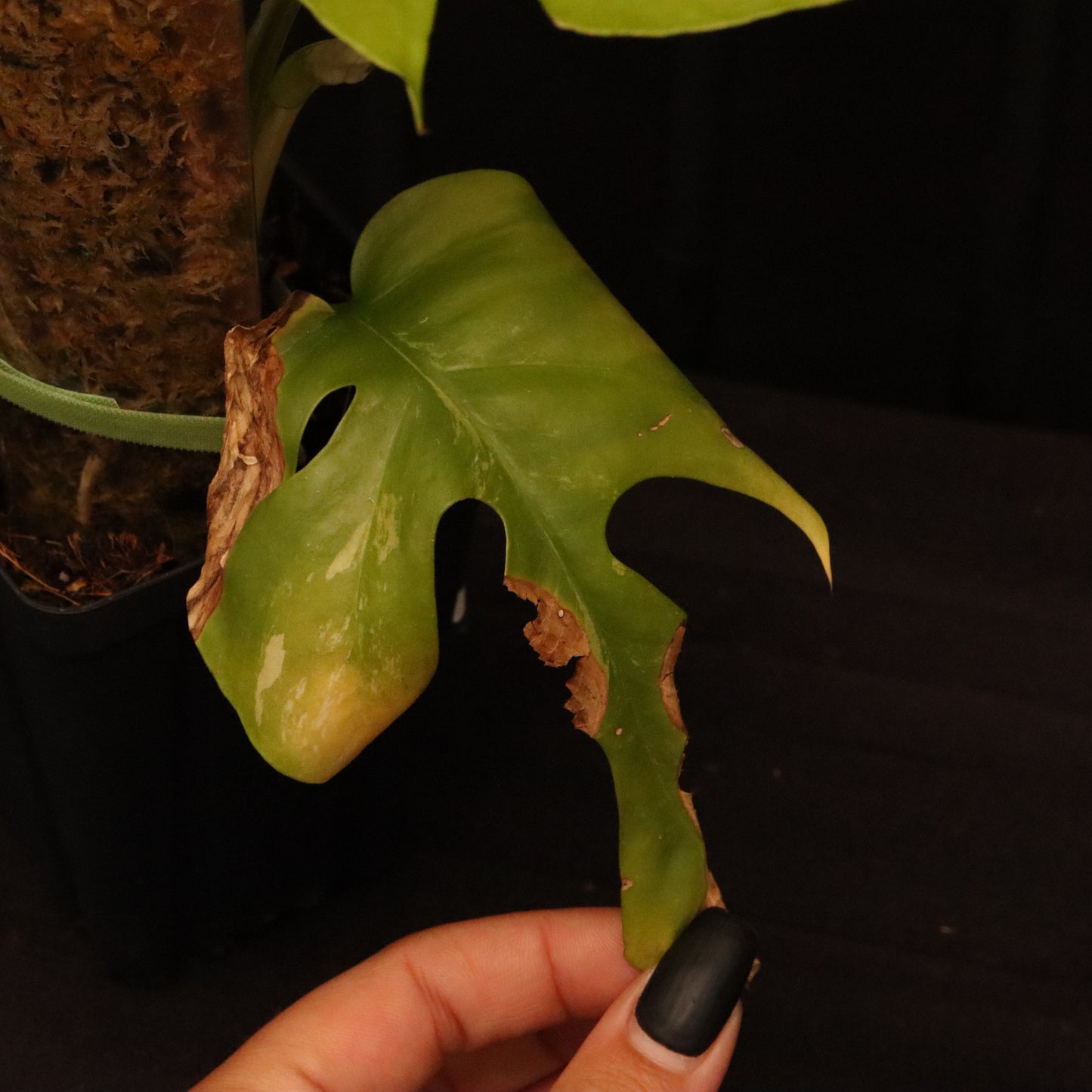 Variegated Rhaphidophora Tetrasperma