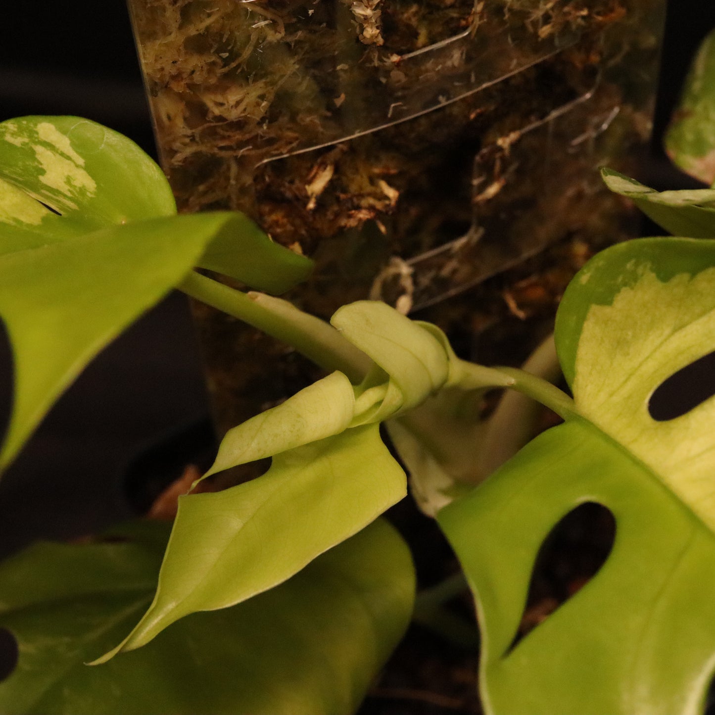 Variegated Rhaphidophora Tetrasperma